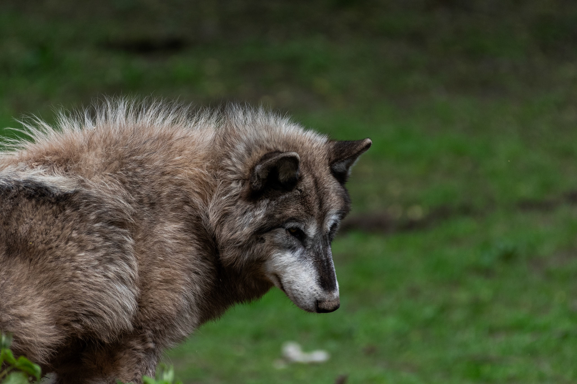 Loup gris