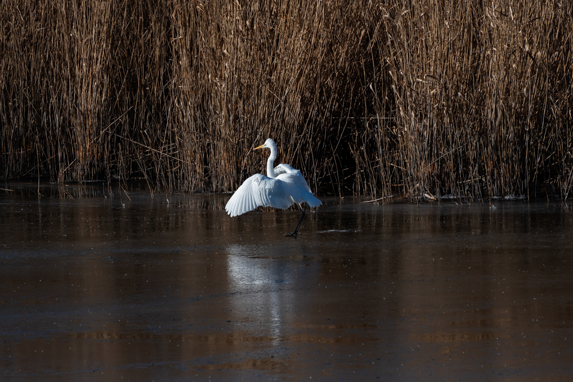 Grande aigrette