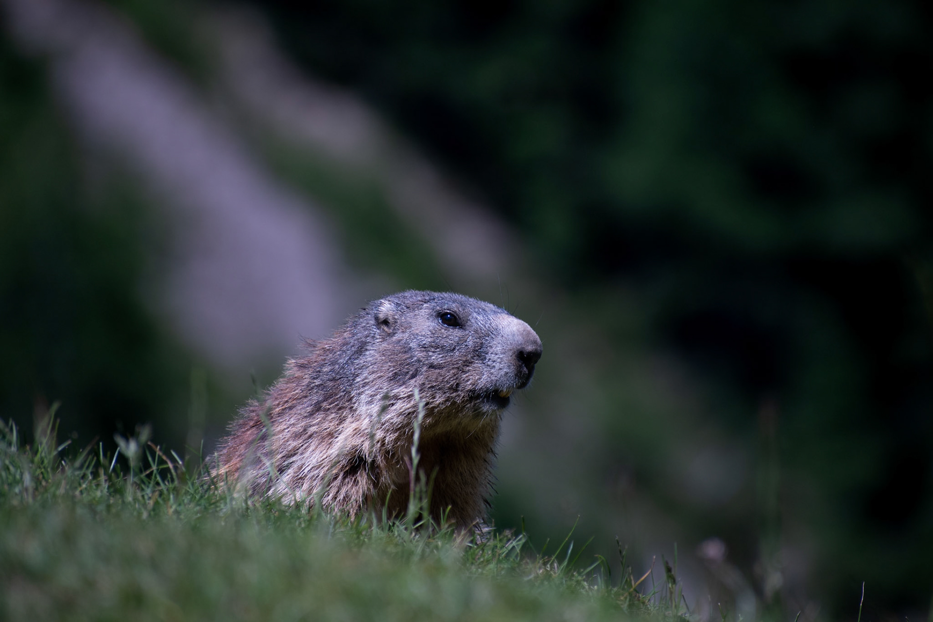 Marmotte des Alpes