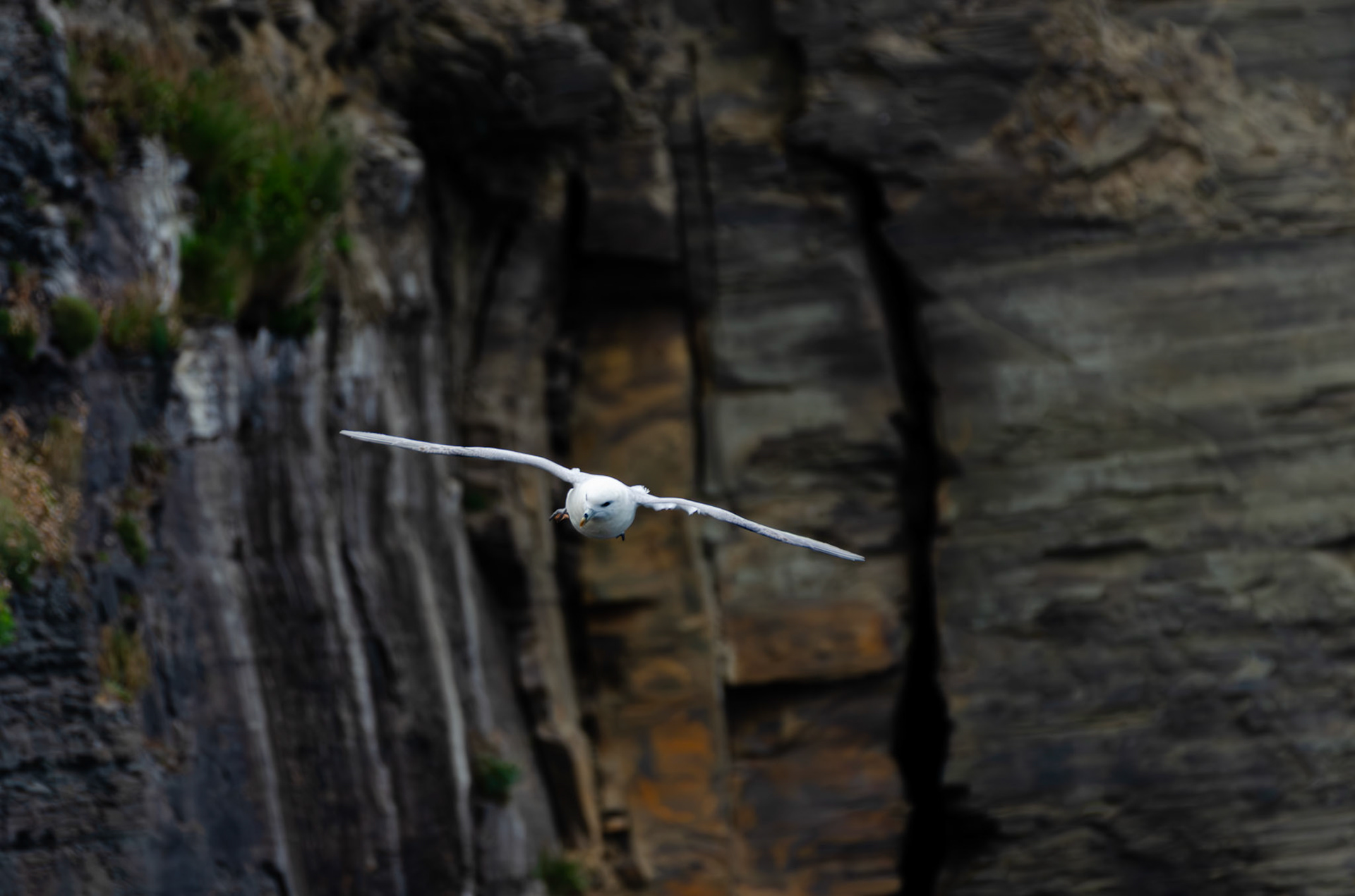 Fulmar boréal