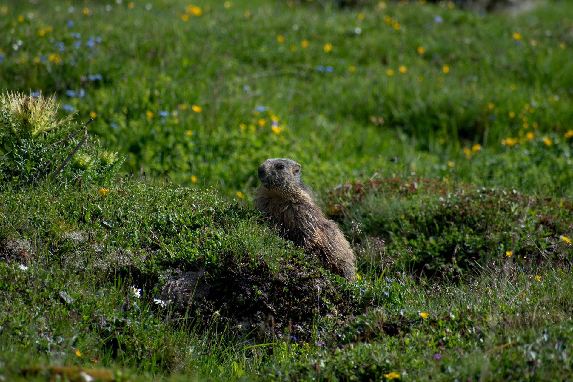 Marmotte des Alpes