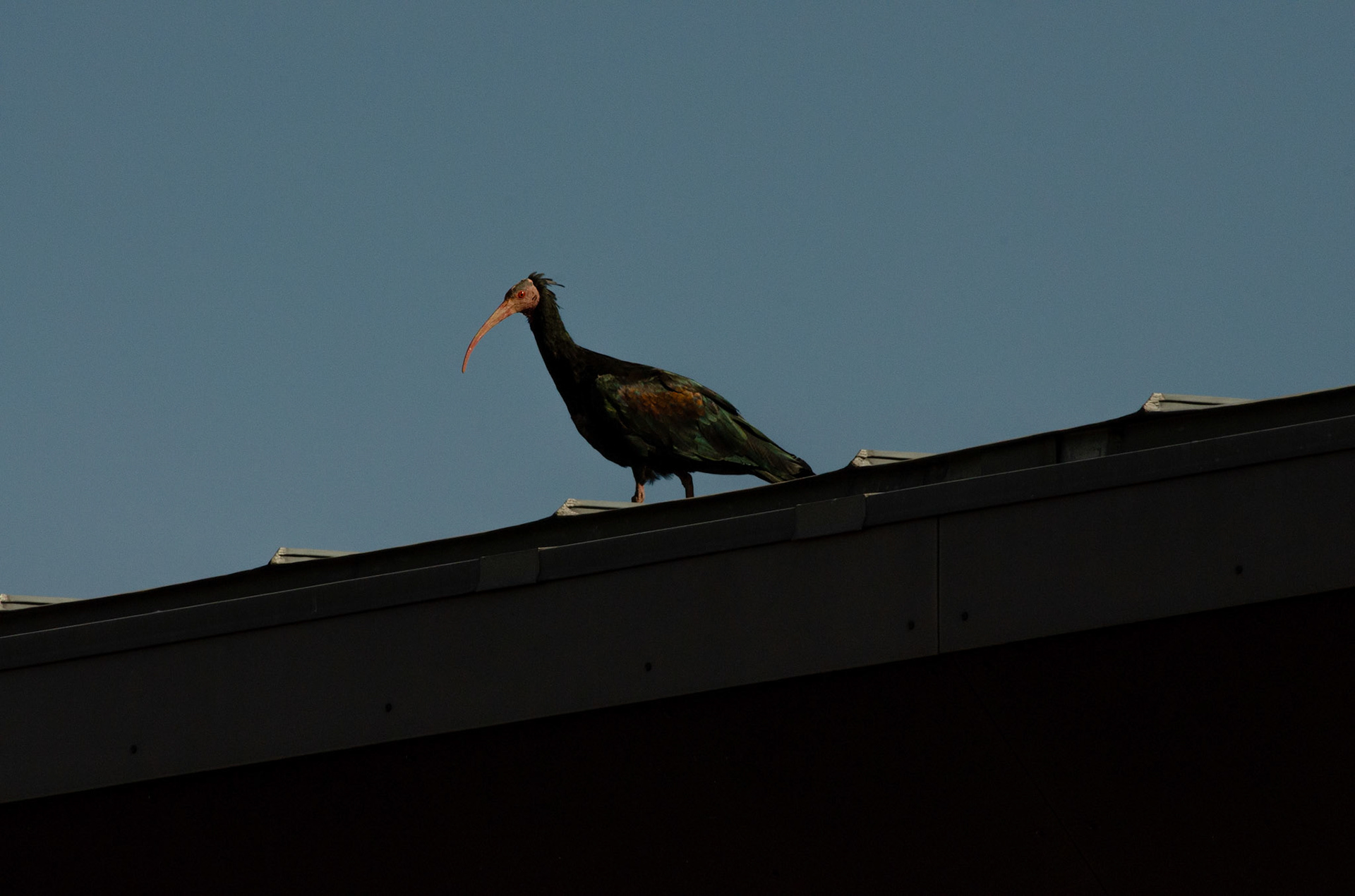 Ibis chauve