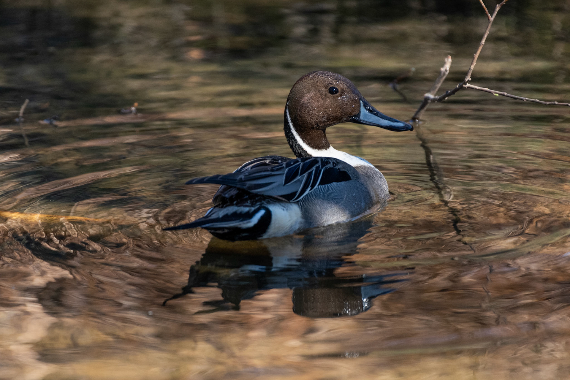 Canard souchet