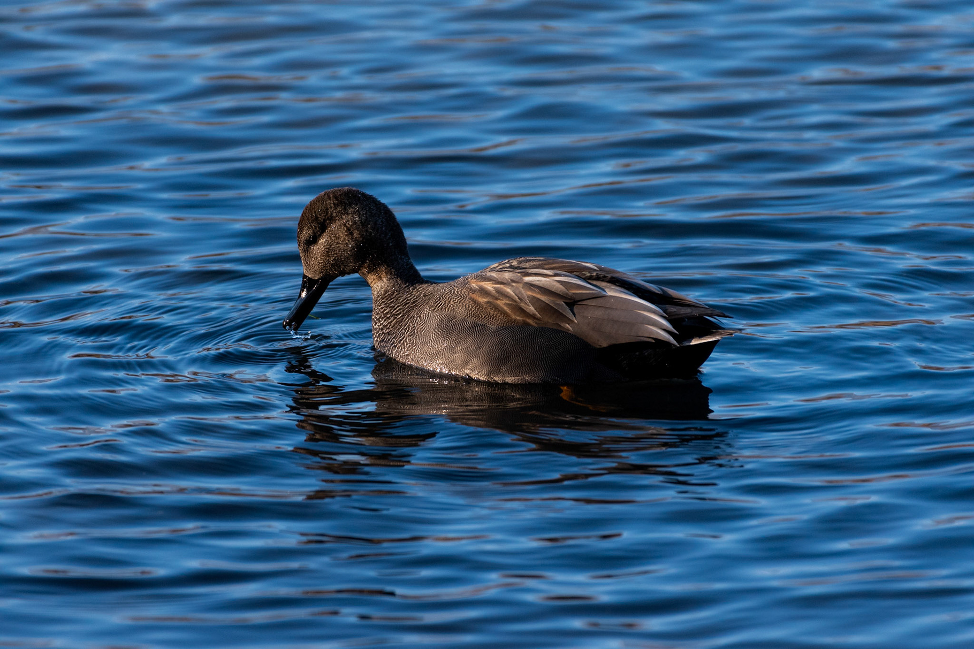 Canard chipeau