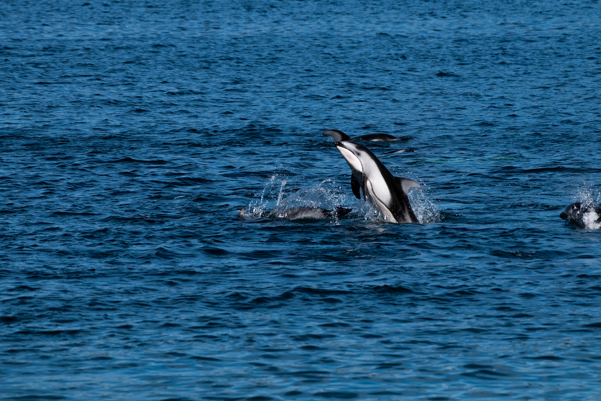 Dauphins à flancs blanc du Pacifique