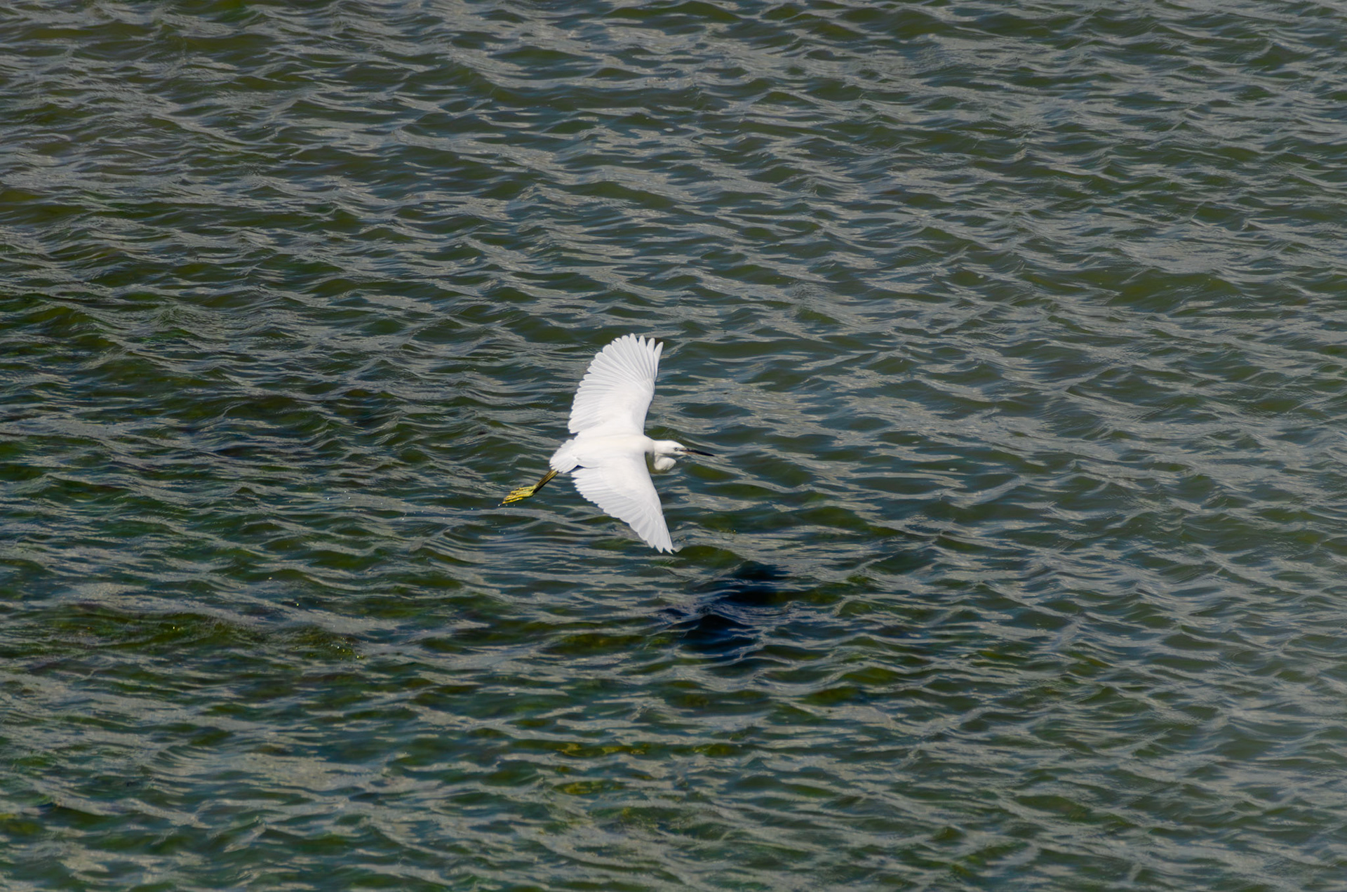 Aigrette garzette
