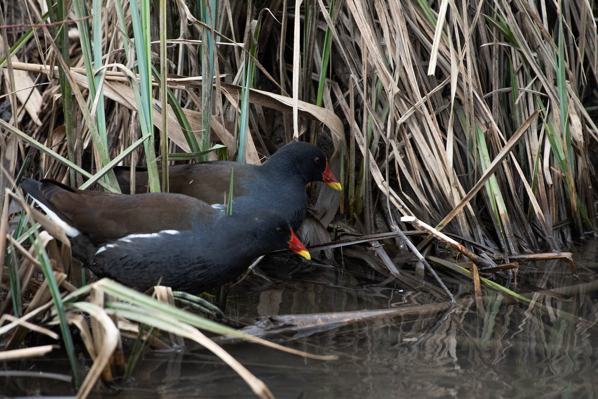 Poule d'eau