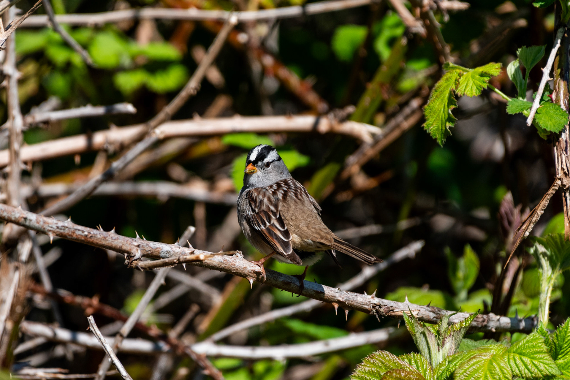 Bruant à couronne blanche