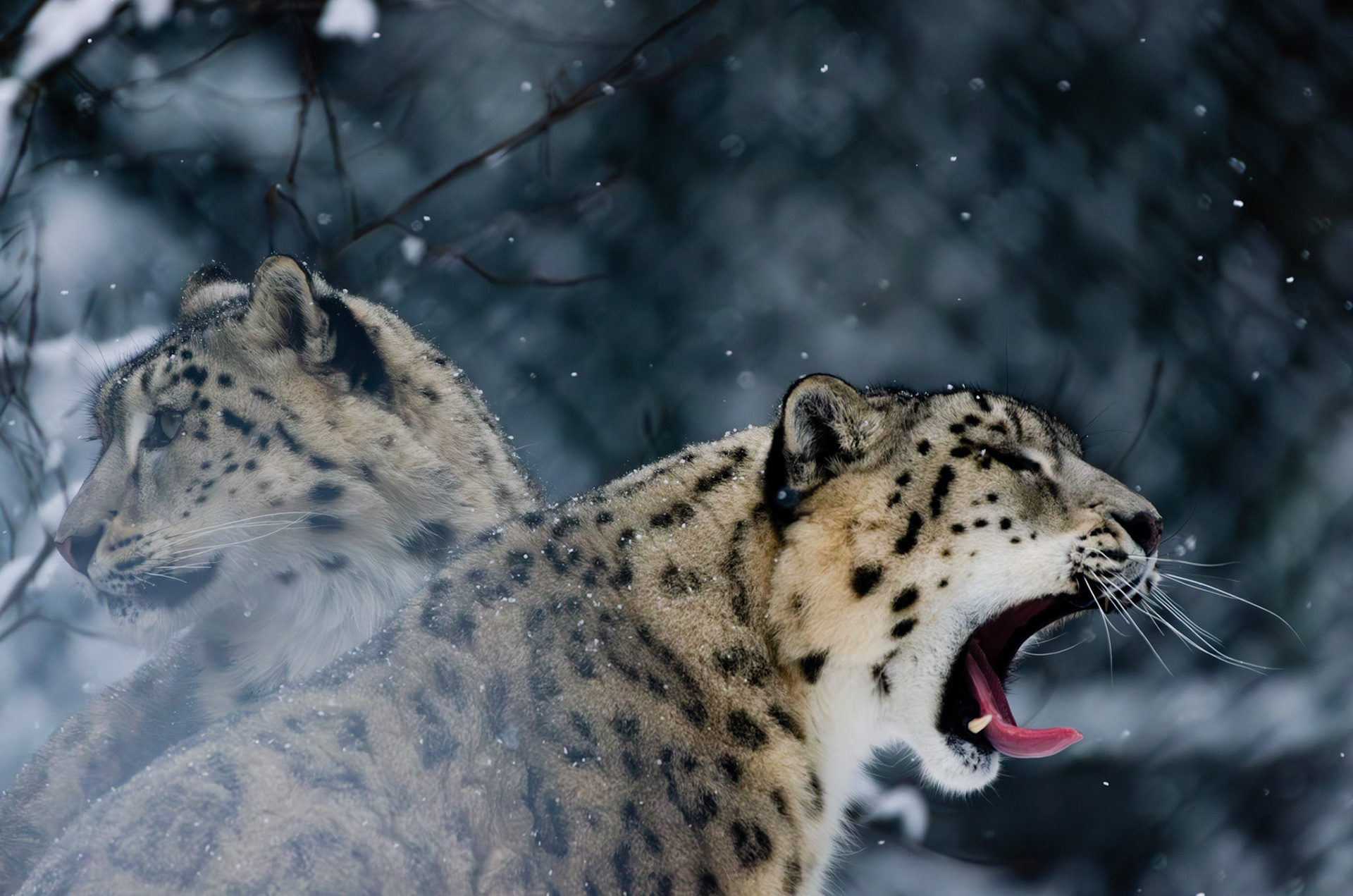 Panthères des neiges