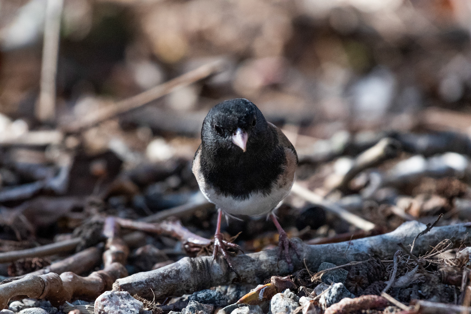 Junco ardoisé