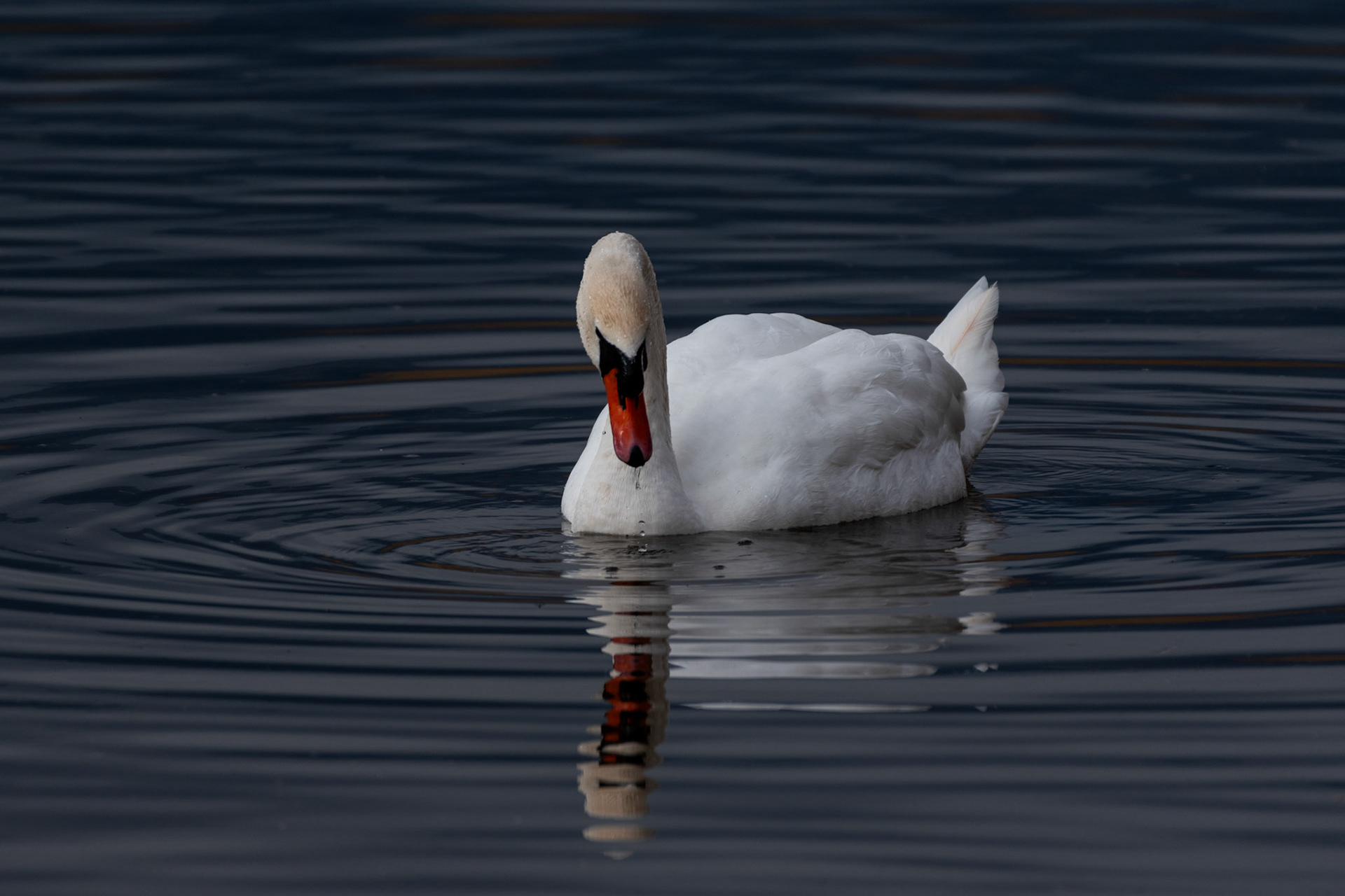 Cygne tuberculé