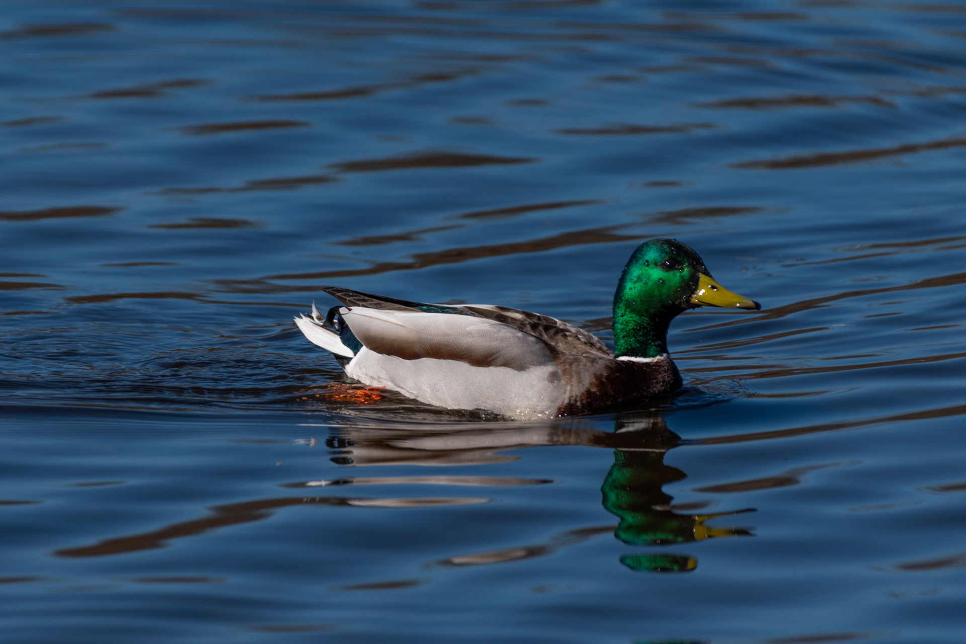 Canard colvert
