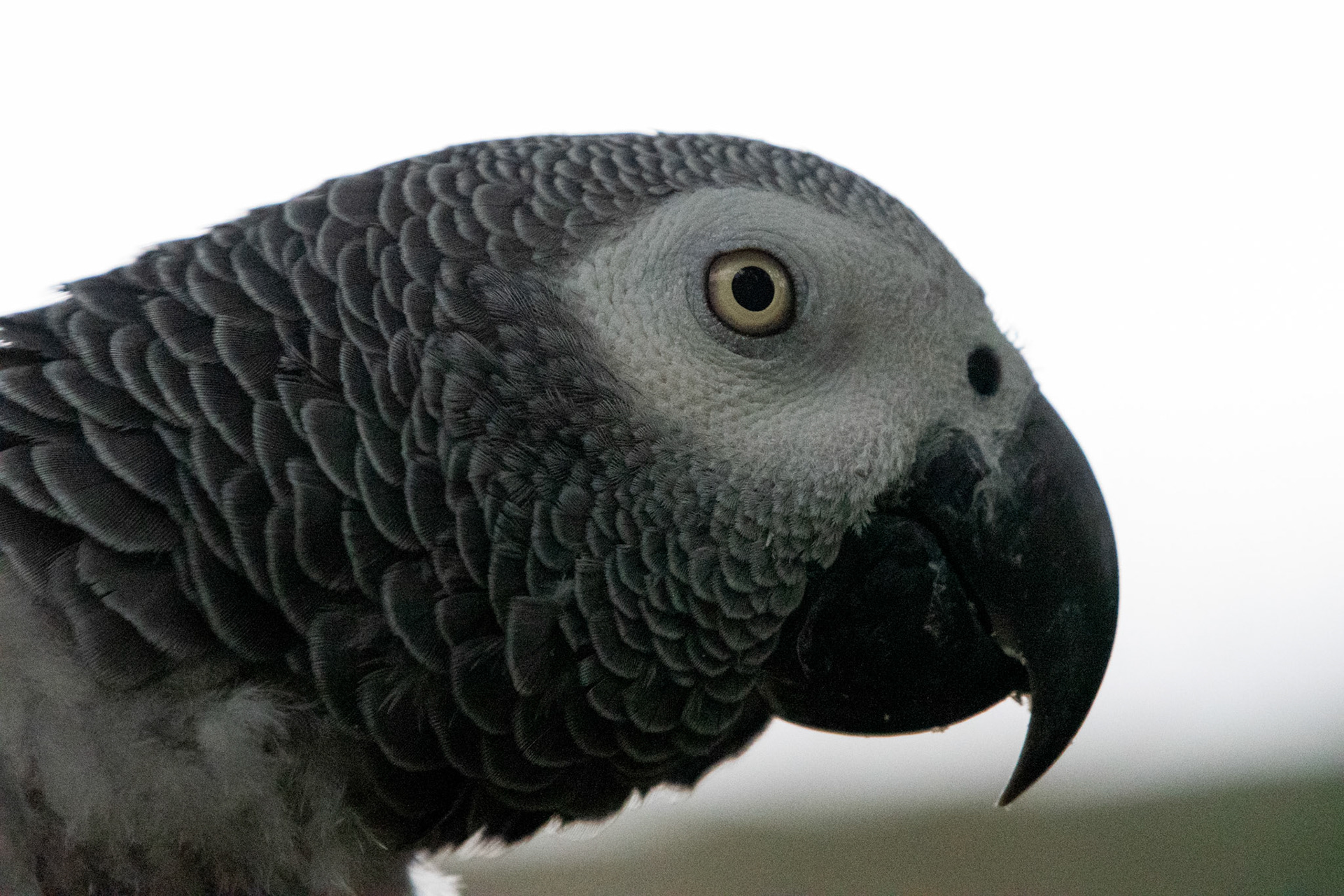 Gris du Gabon