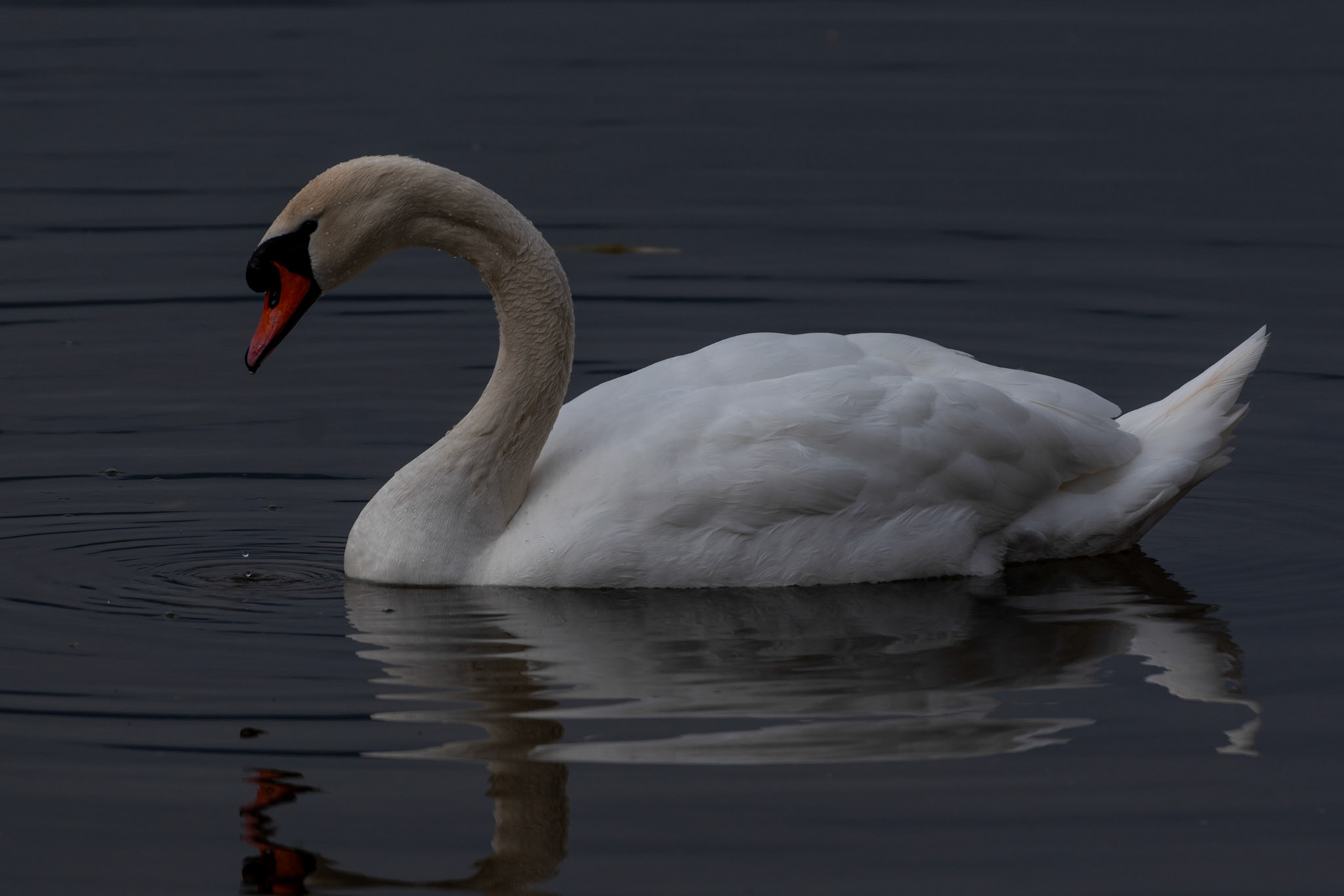Cygne tuberculé
