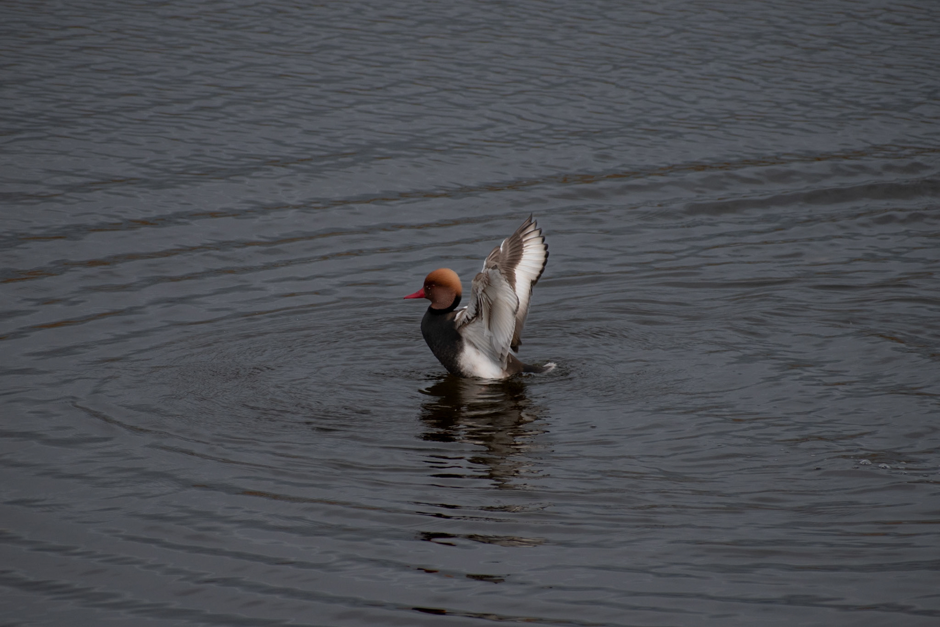 Nette rousse