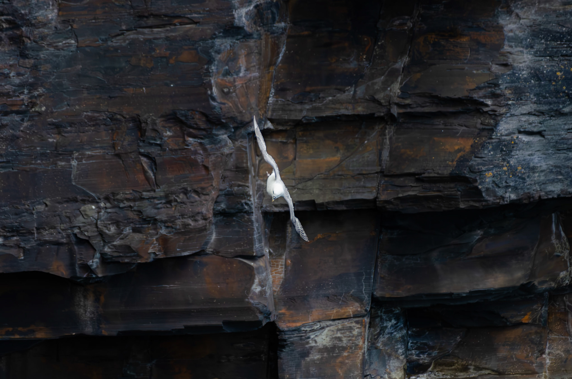Fulmar boréal