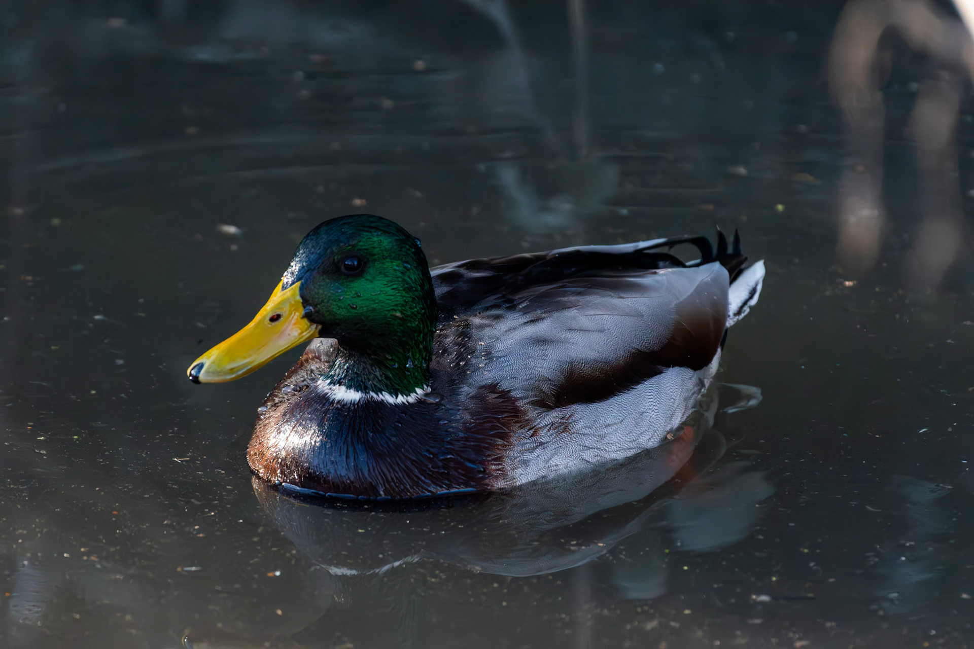 Canard colvert
