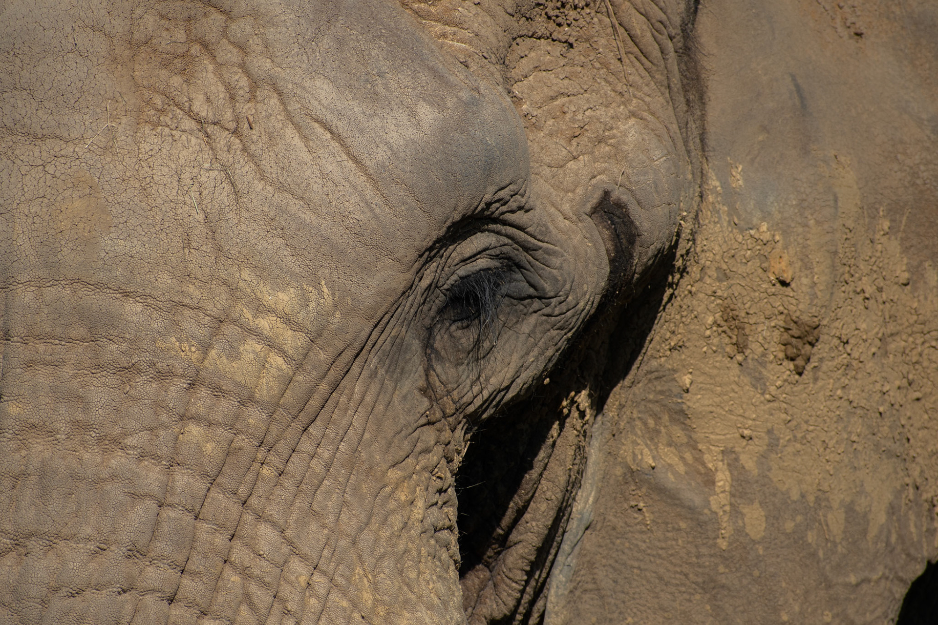 Eléphant d'Afrique