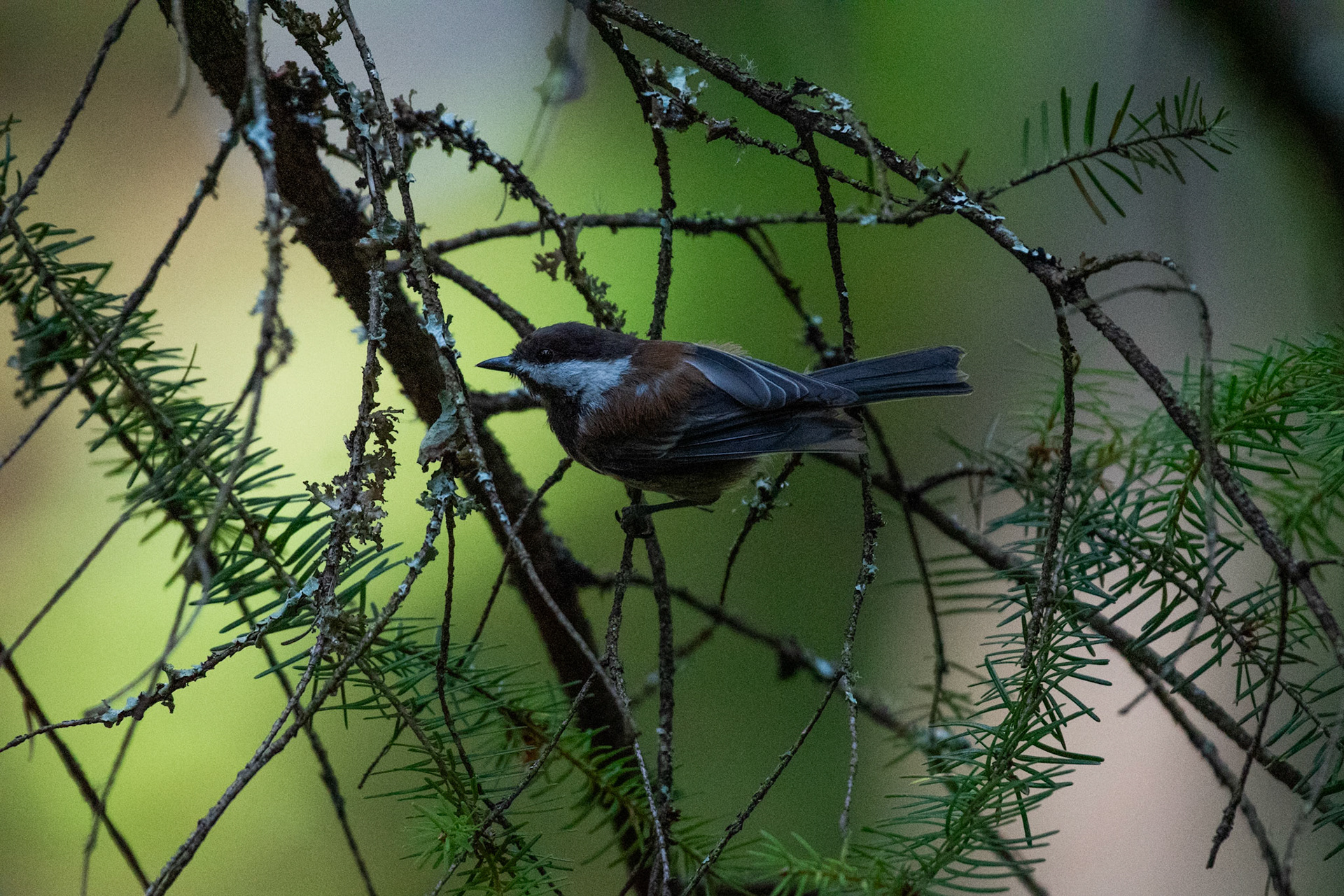 Mésange à dos marron
