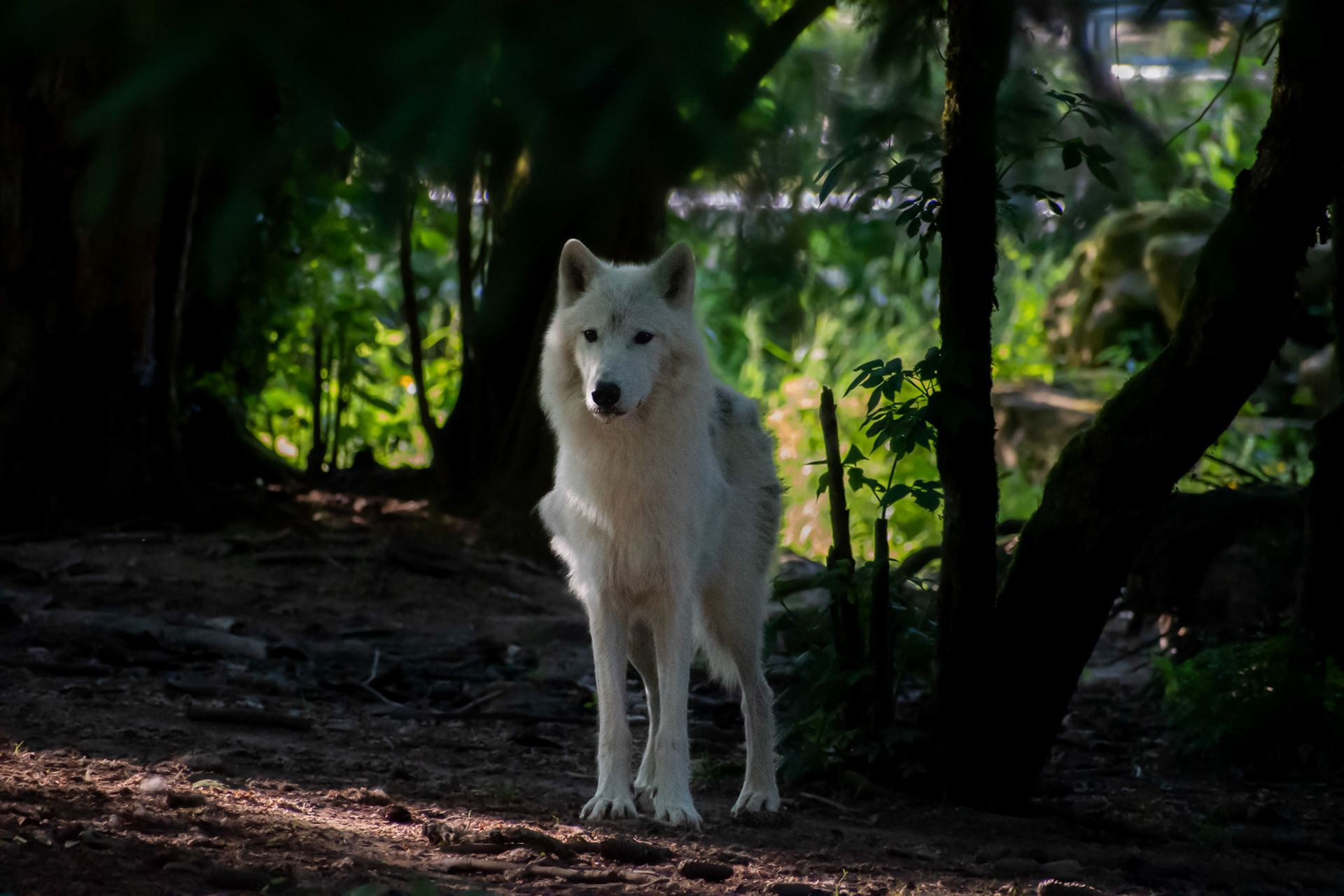 Loup arctique