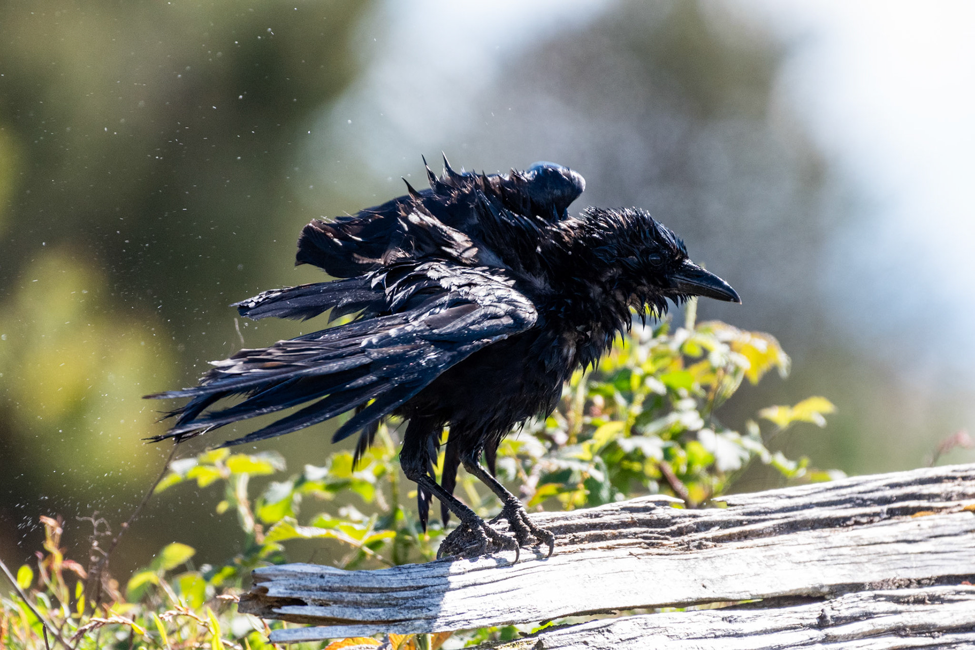 Corneille d'Amérique