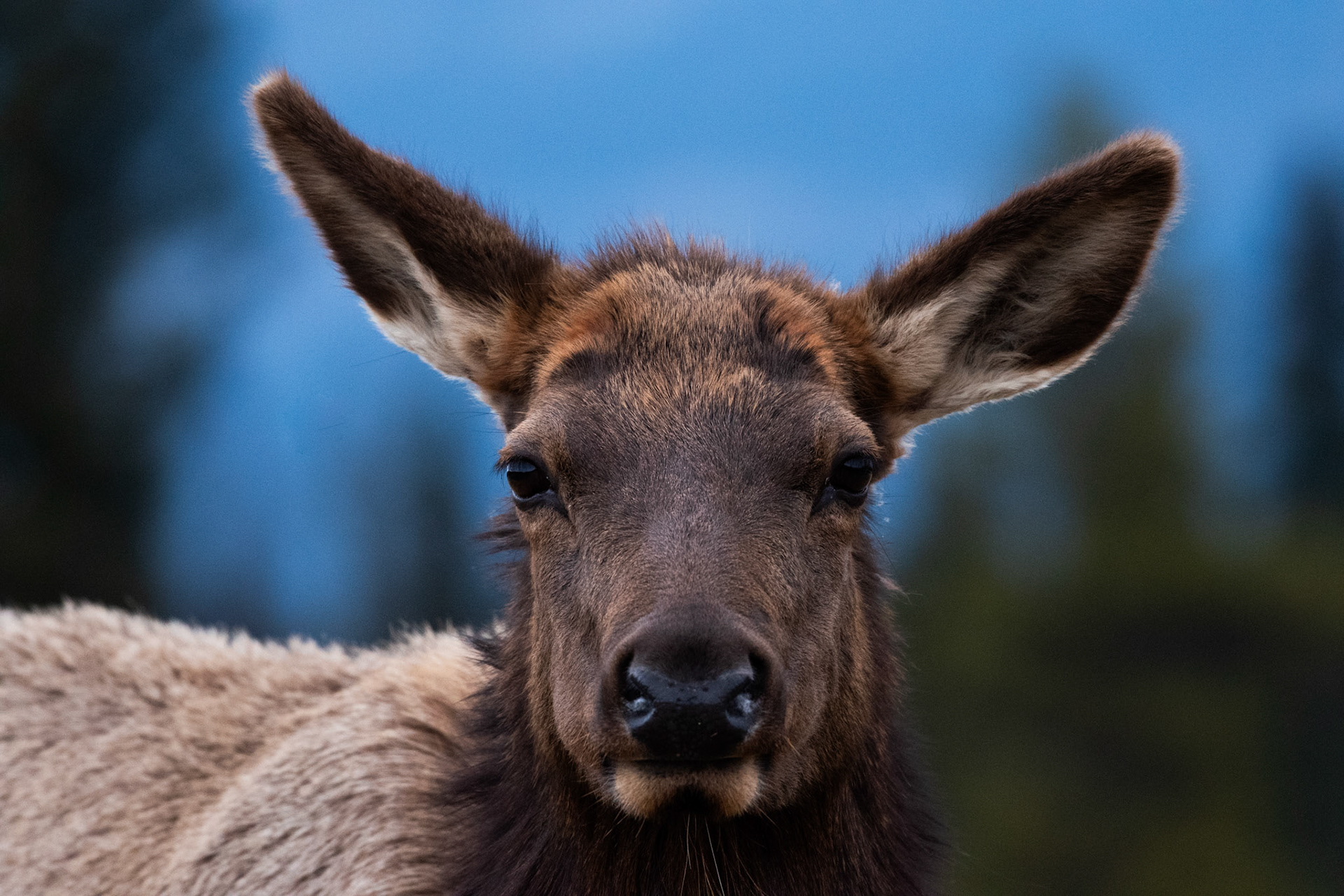 Wapiti