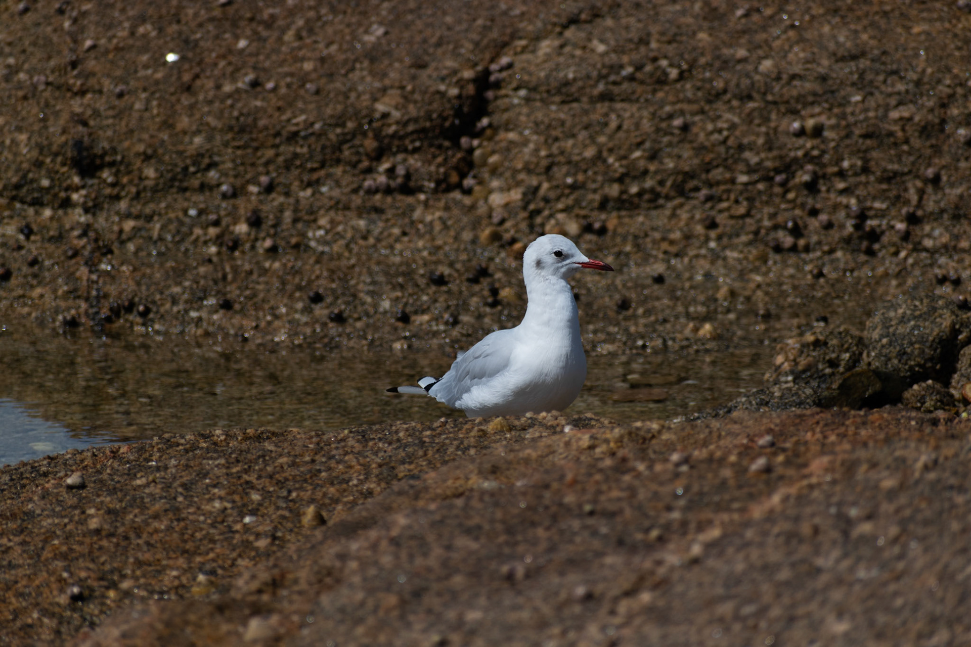 Mouette rieuse