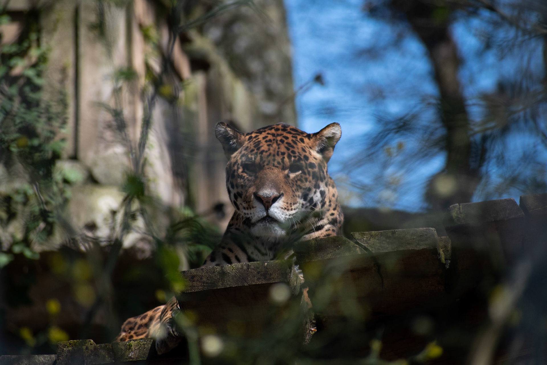 Jaguar