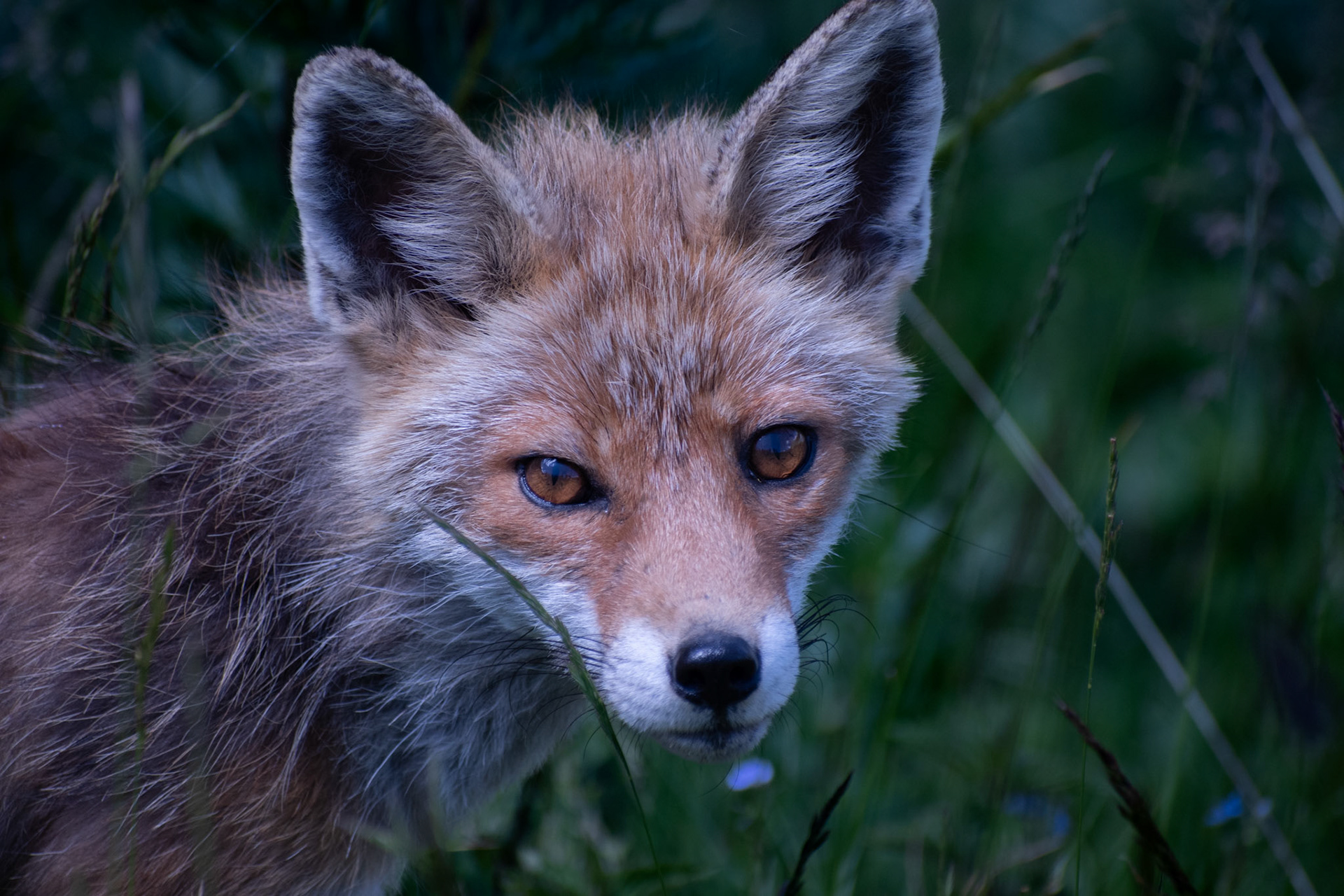 Renard roux