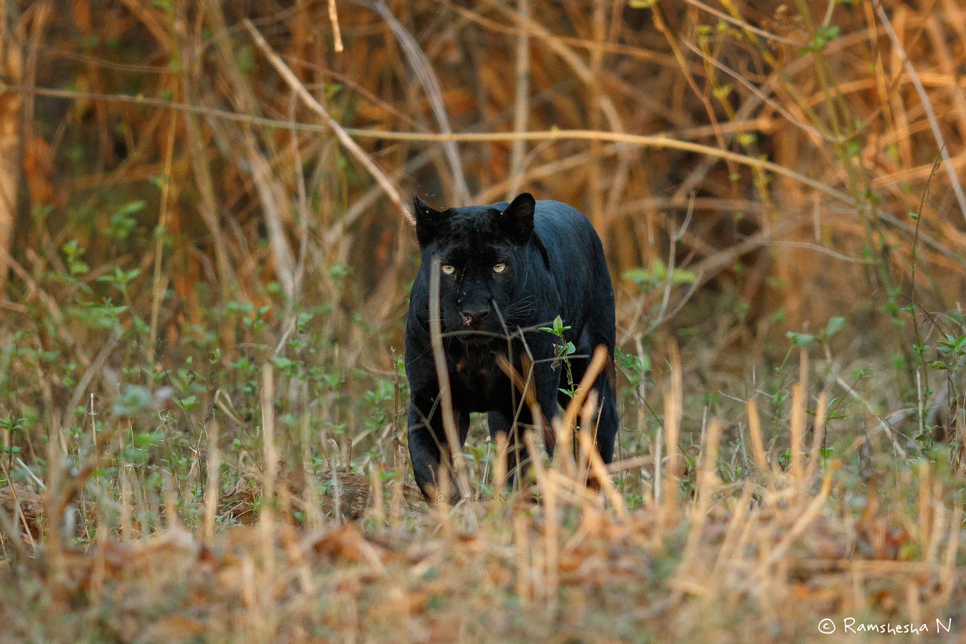 Black panther from kabini