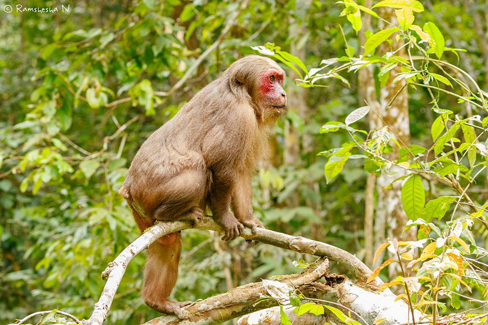 Stump tailed macaque from Hoollongapar