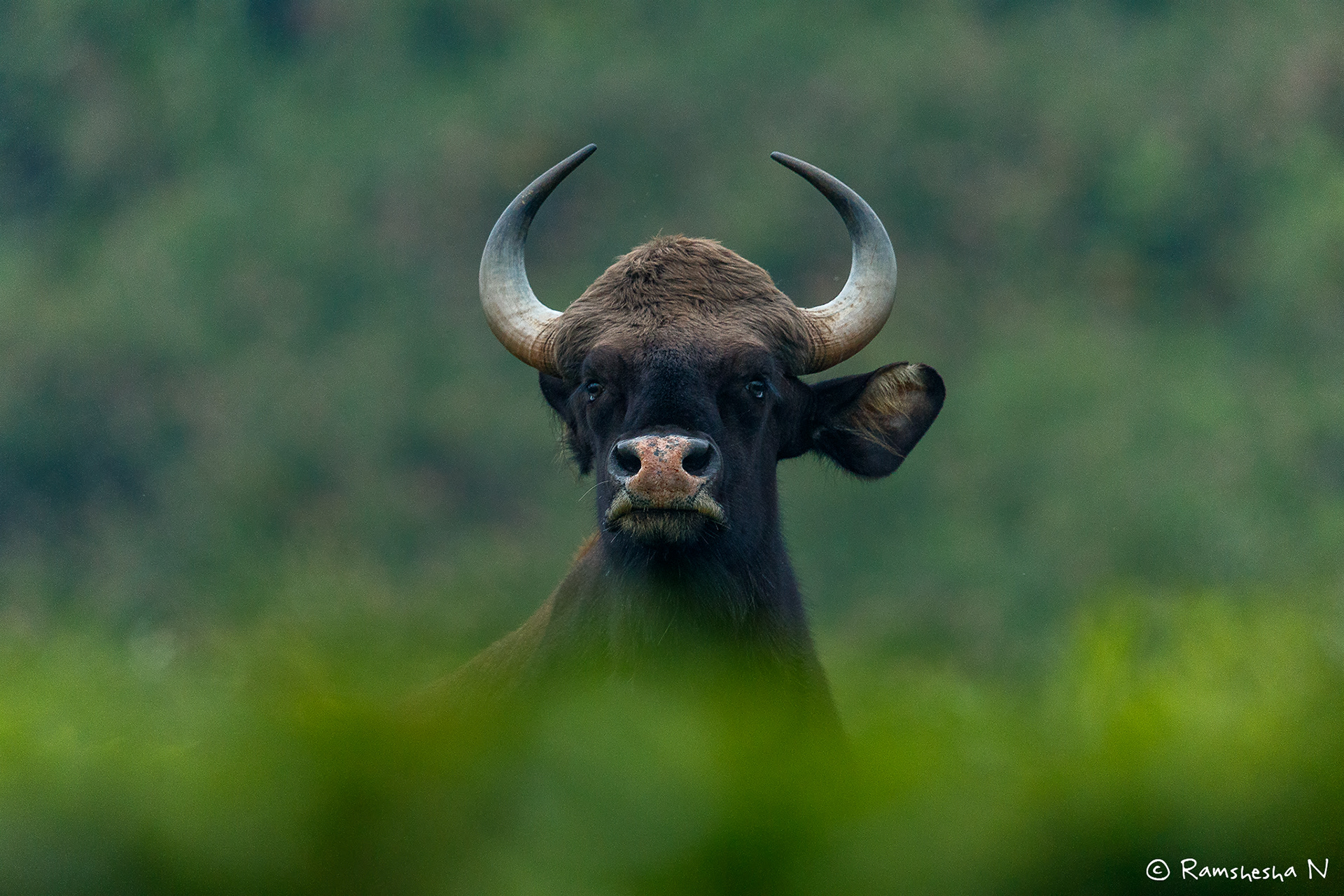 Gaur from kotagiri 