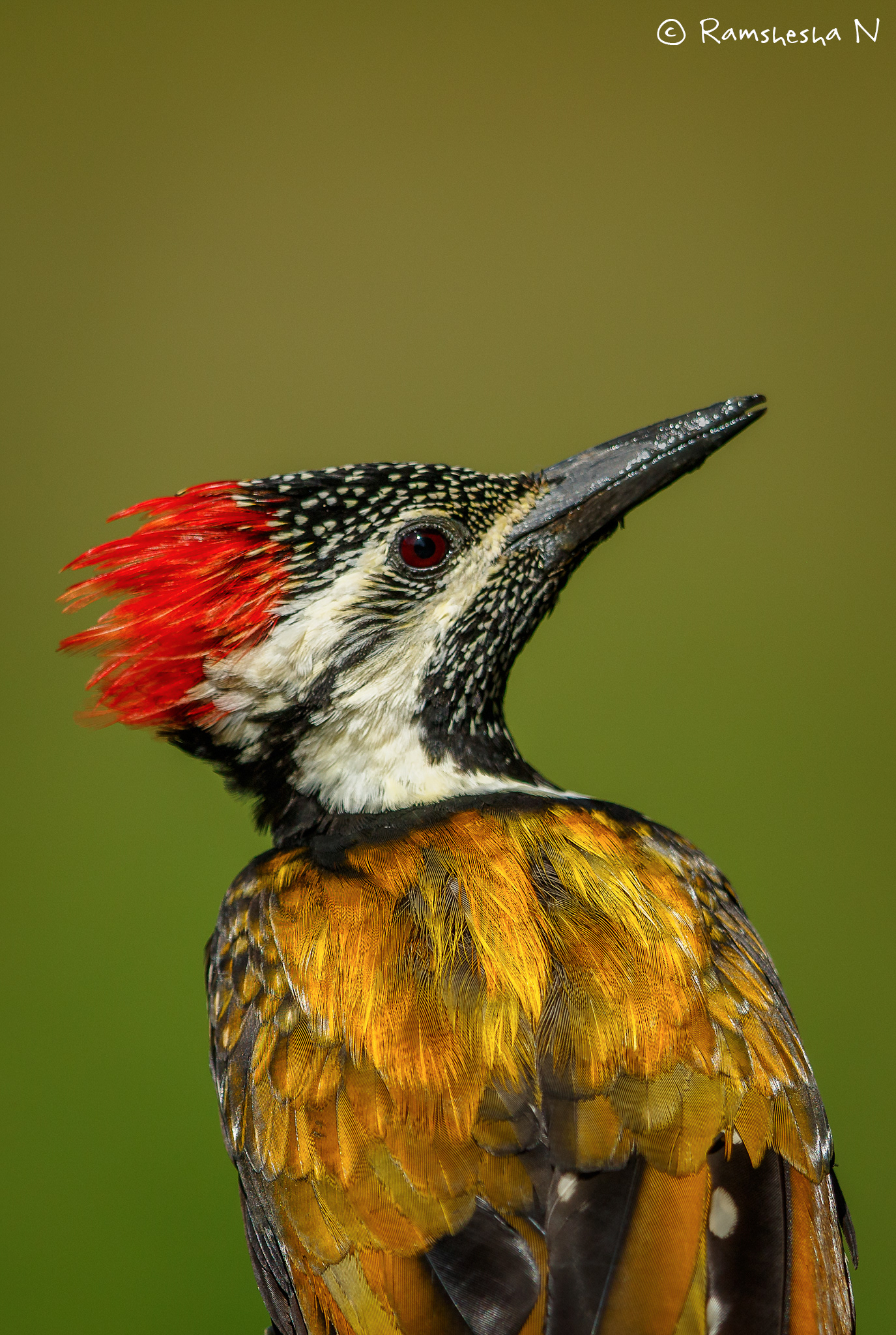 Flameback from bangalore outskirts