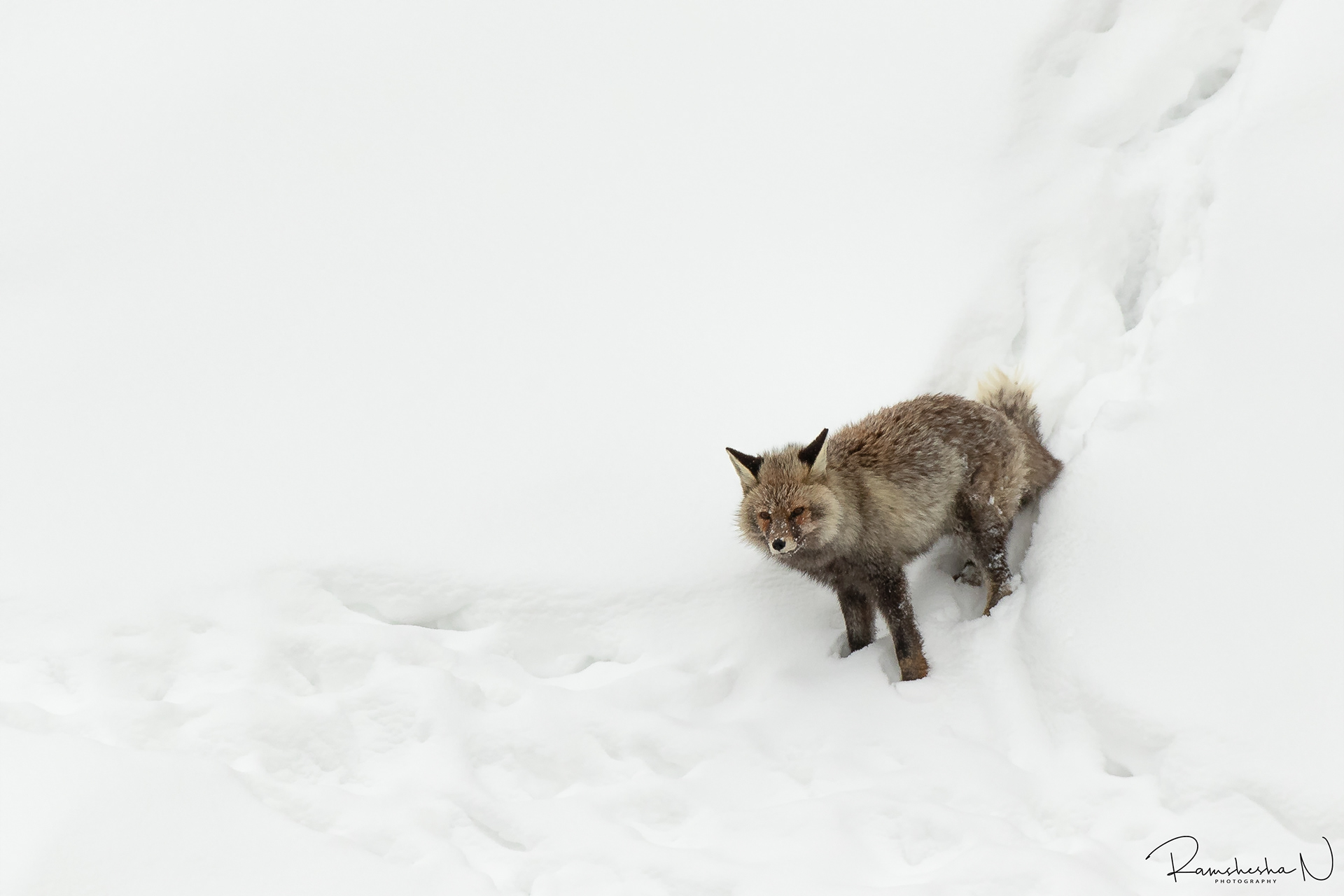 Red Fox from kibber
