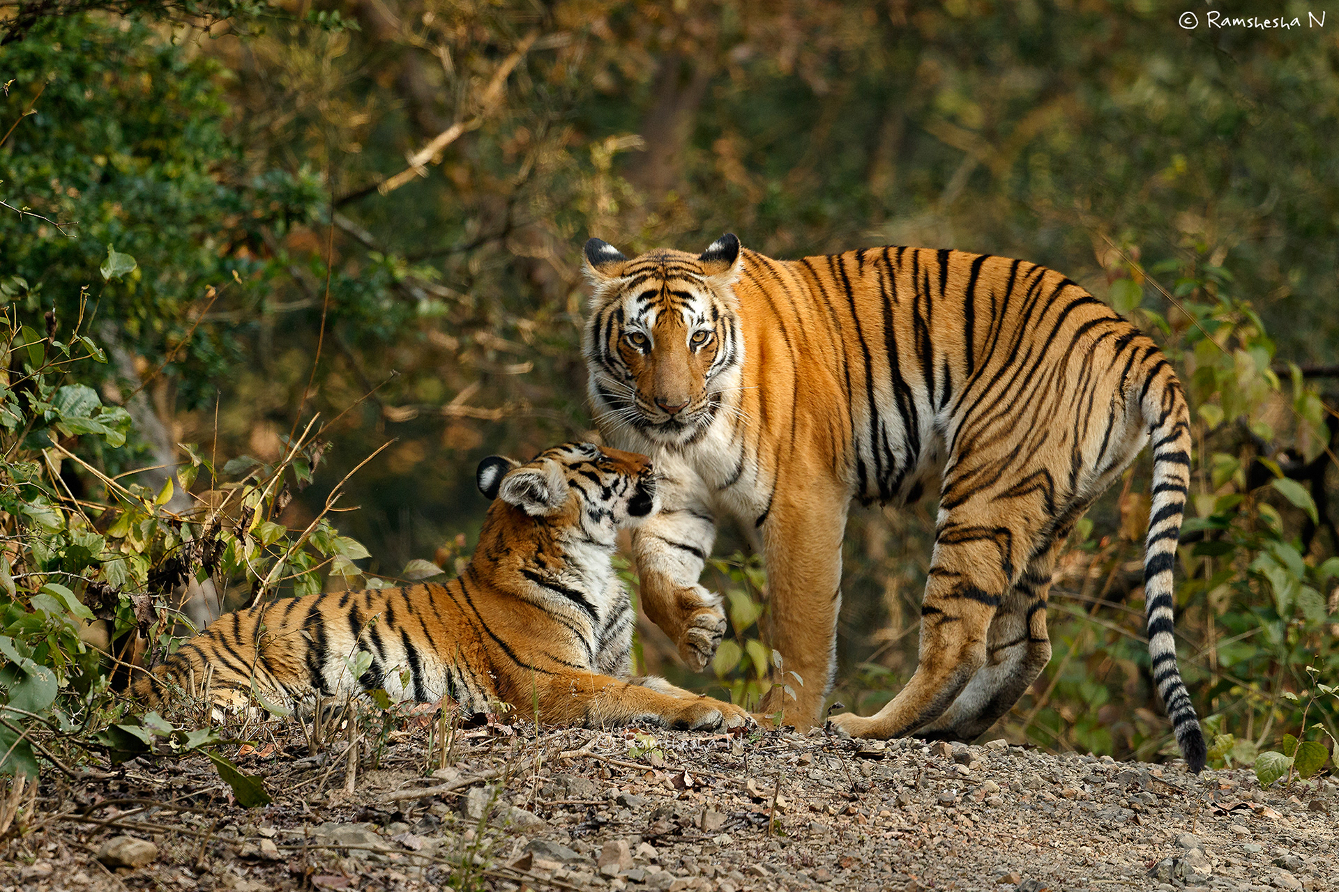 Tigress with cub from Jim Corbett