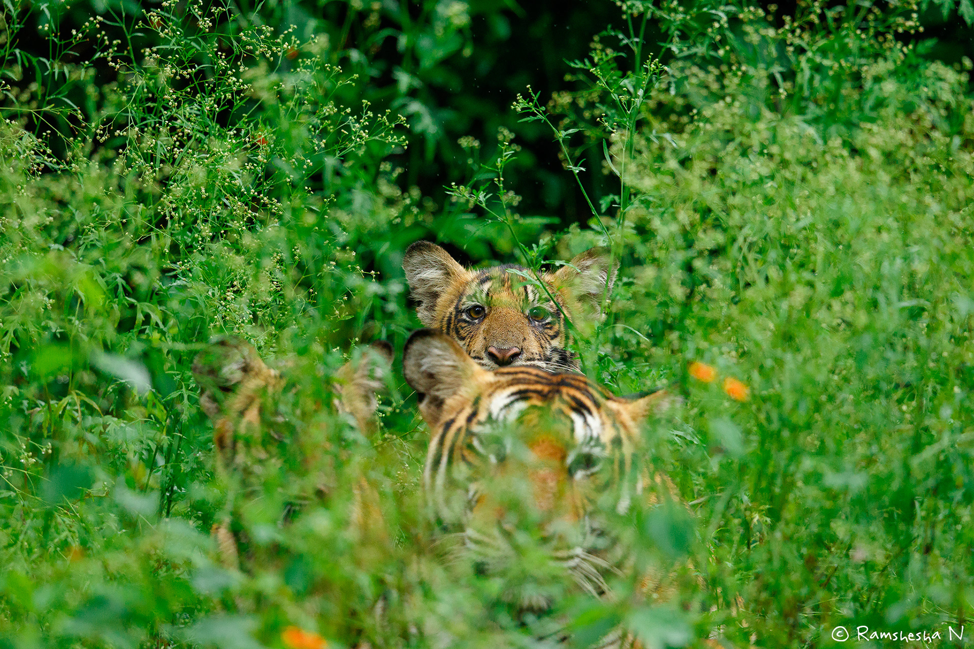 Cute tiger cubs from kabini