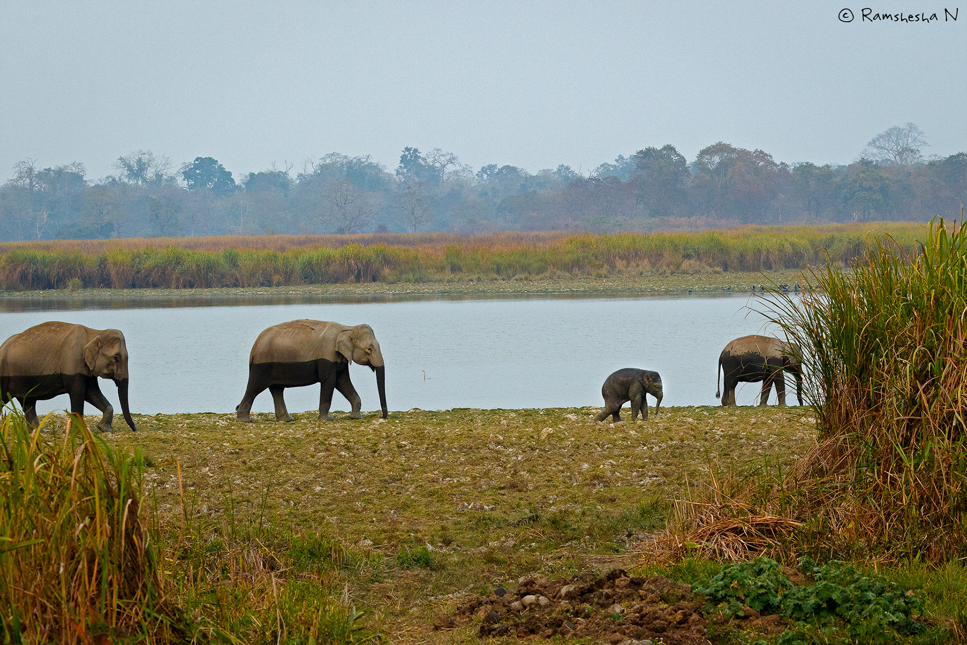 Elephant herd from kaziranga