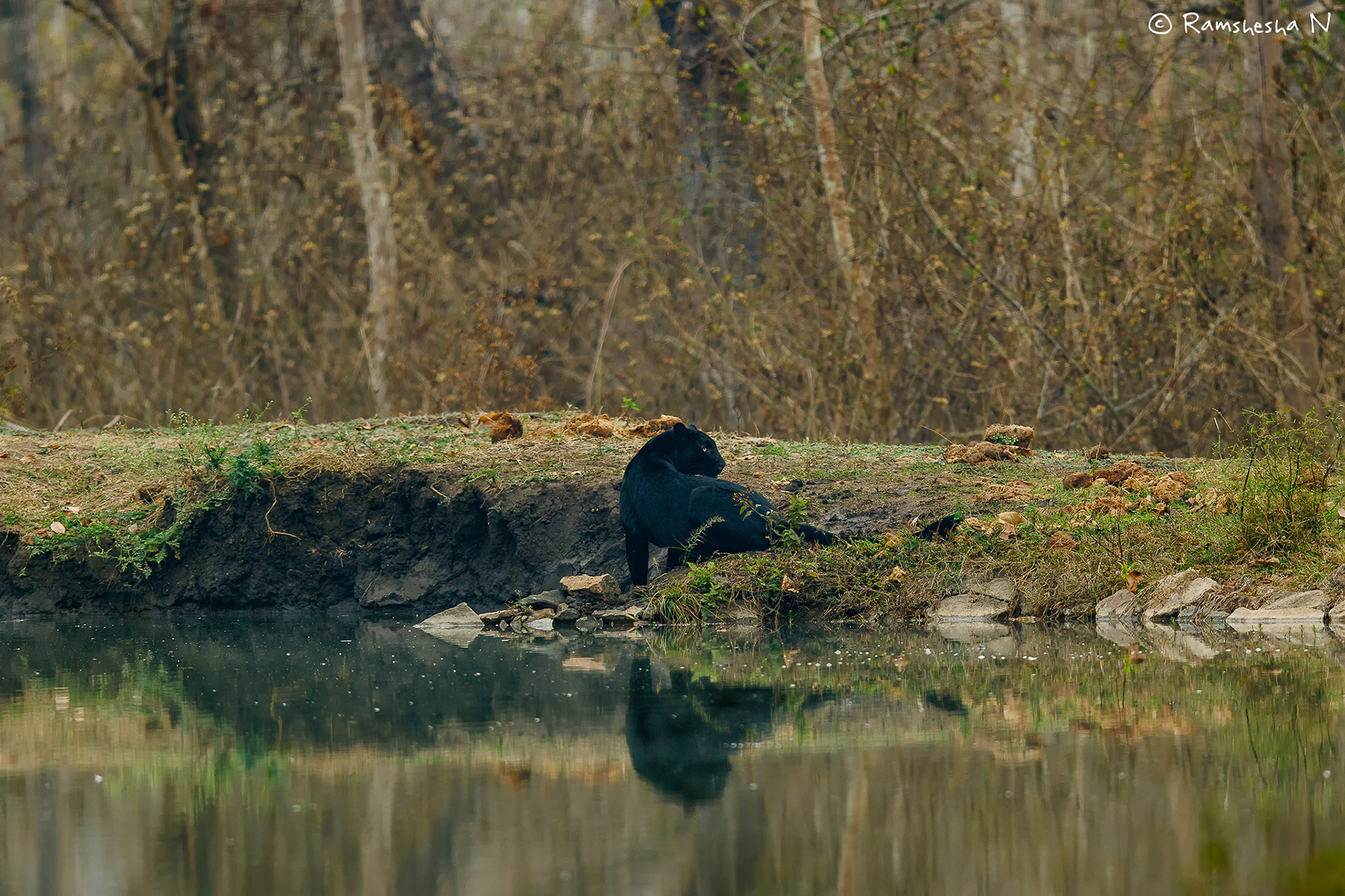 Black panther from kabini