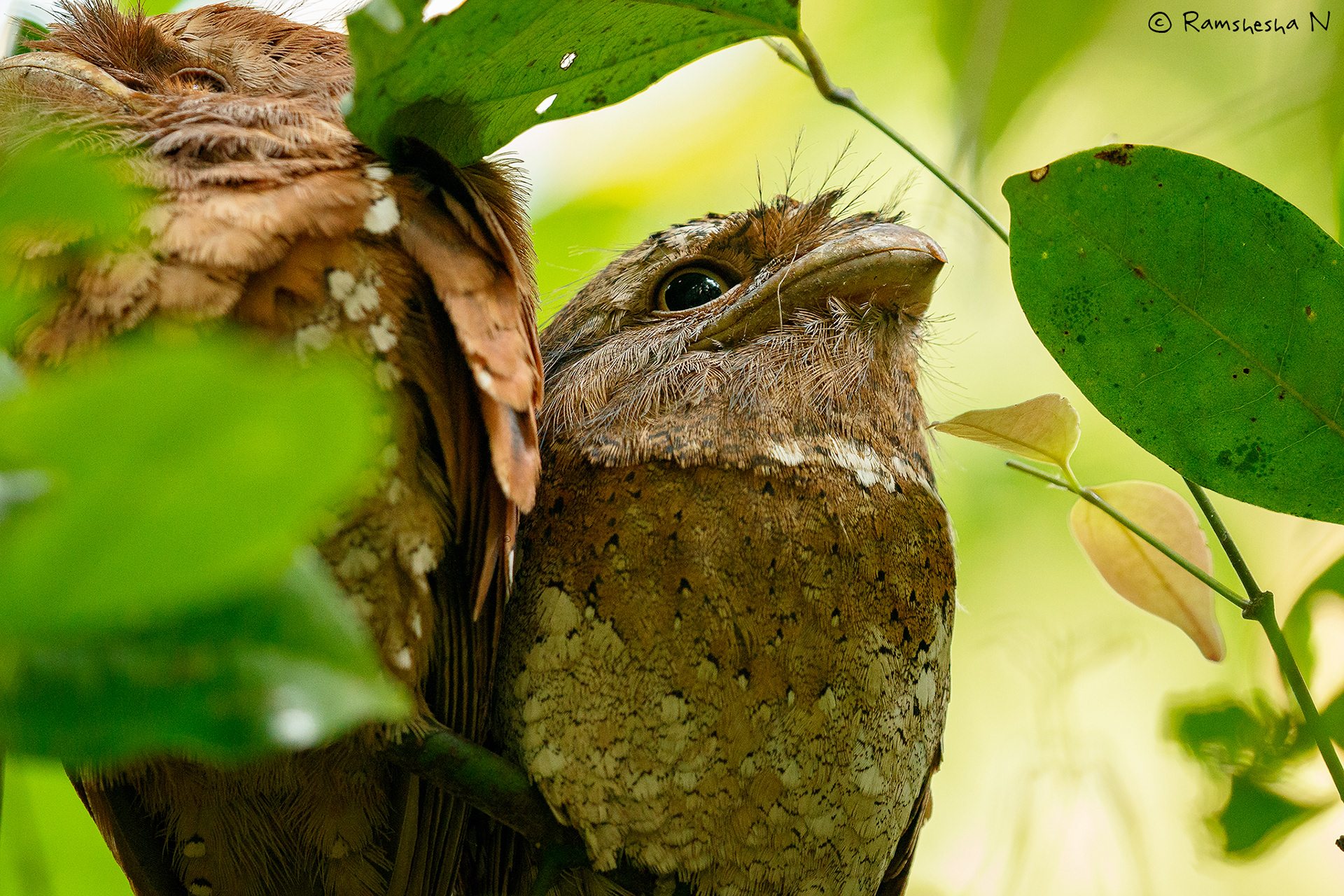 frogmouth from thattekad
