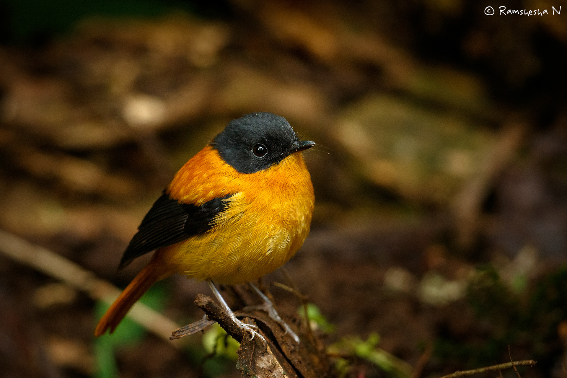 Orange & black flycather from coonor