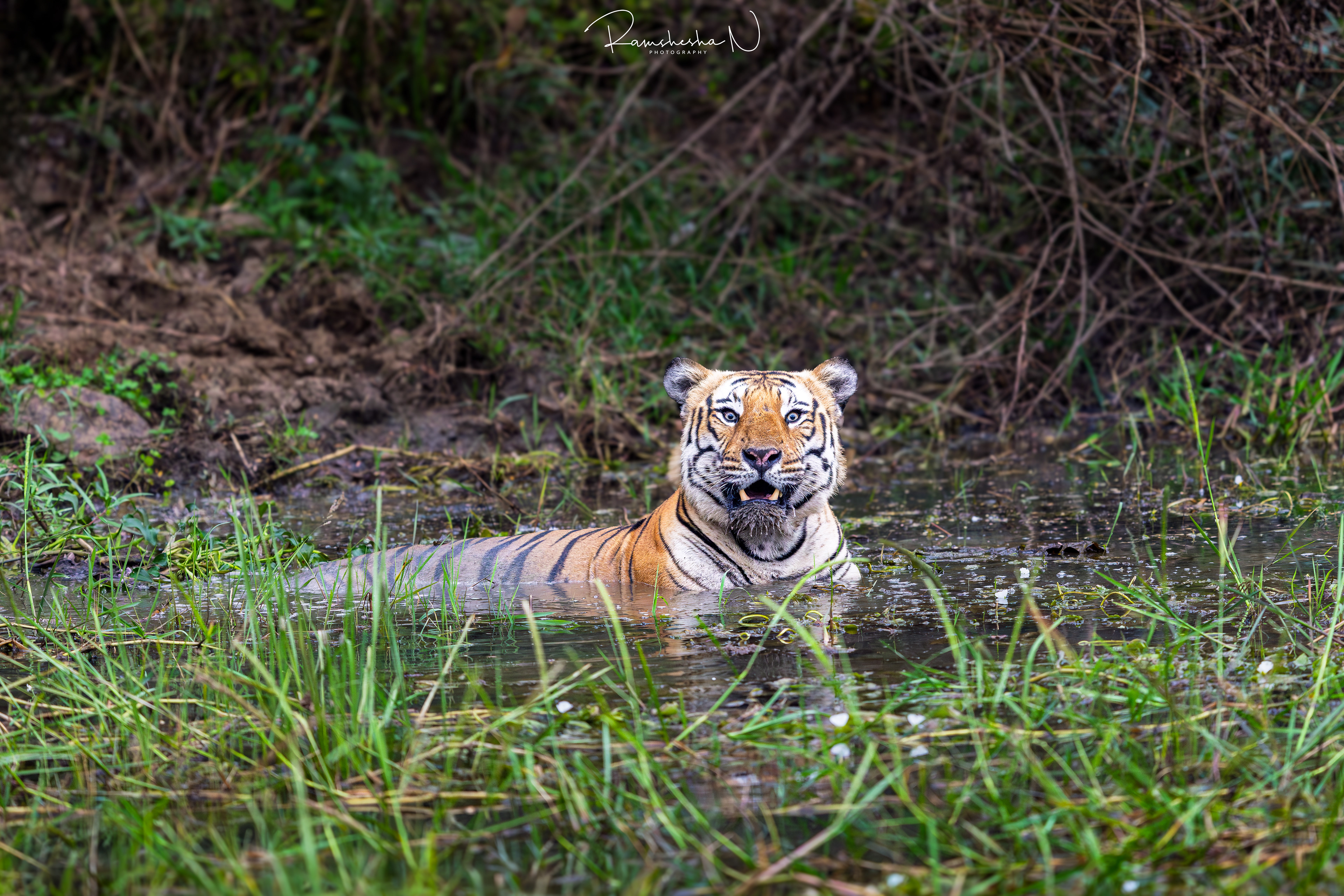 Tiger from Bandipur