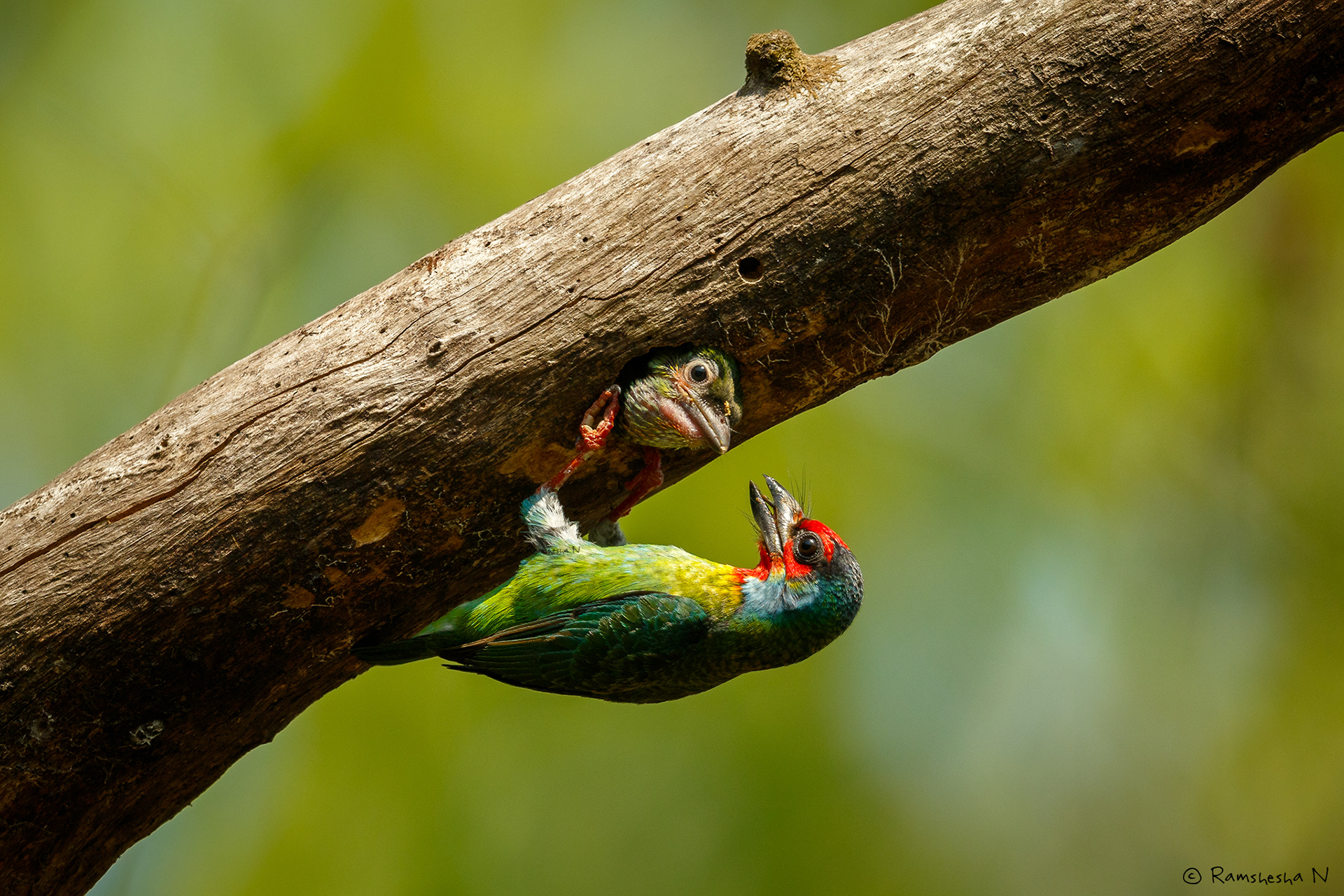 Malbar barbet with chick from thattekad