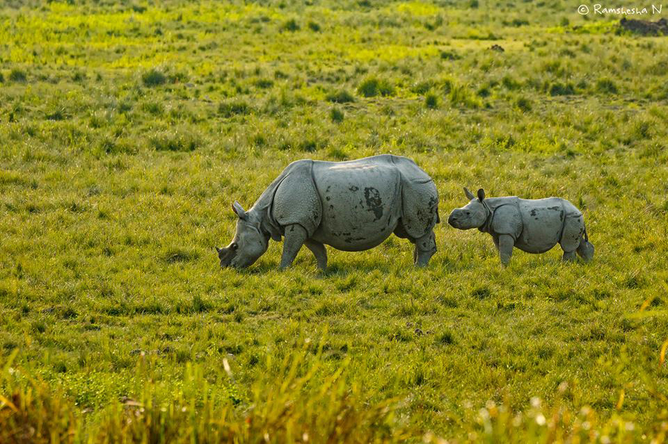 Rino with cub from kaziranga