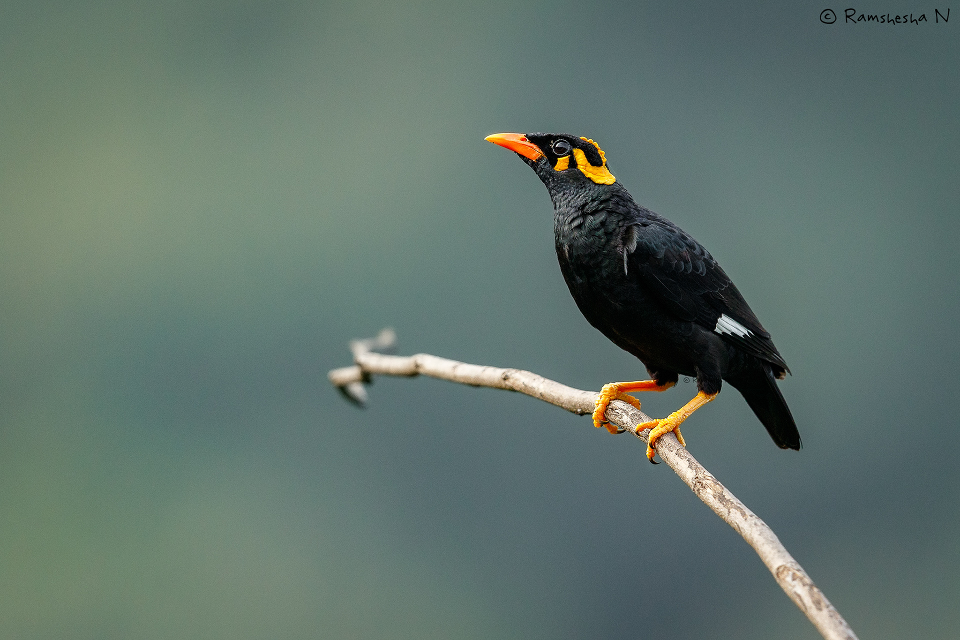 Hill myna from kotagiri
