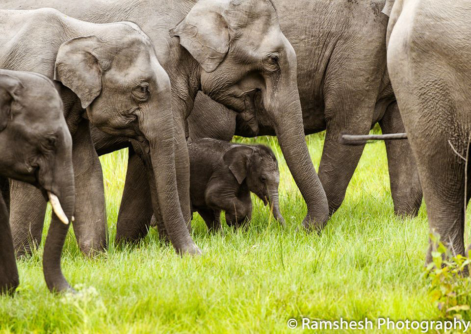 Elephant herd from bandipur