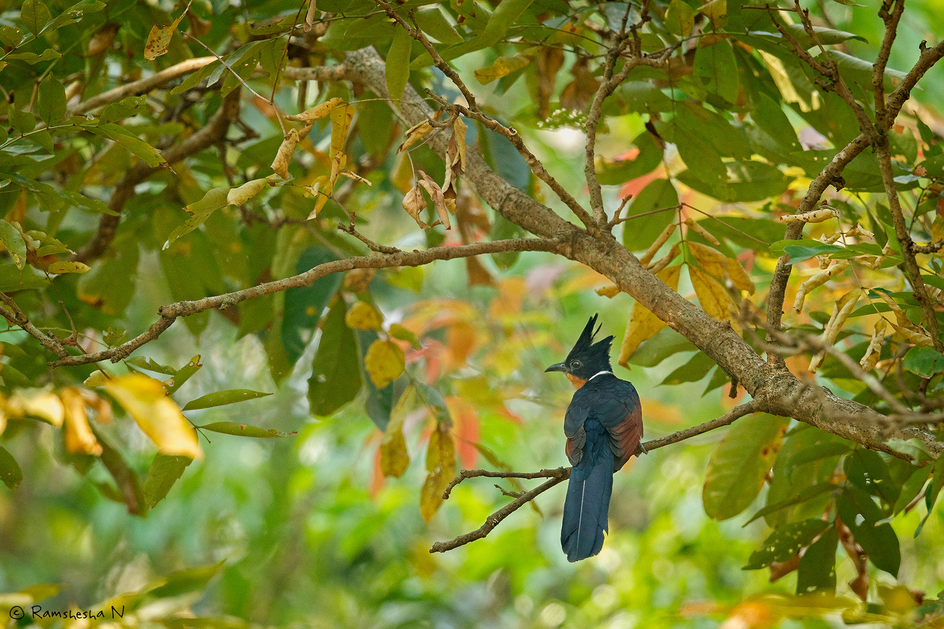 chestnut winged cuckoo from thattekad
