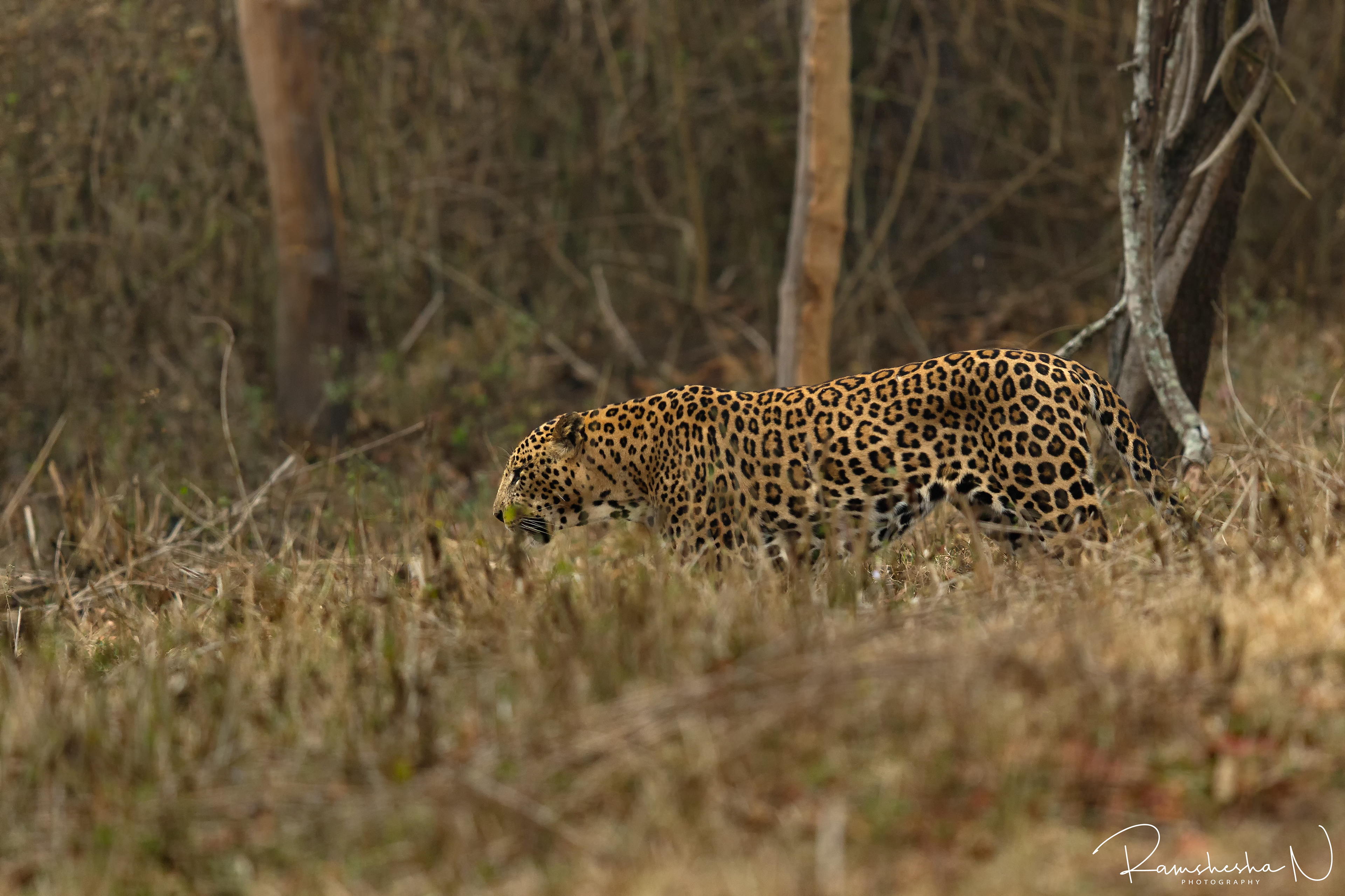 Leopard from kabini