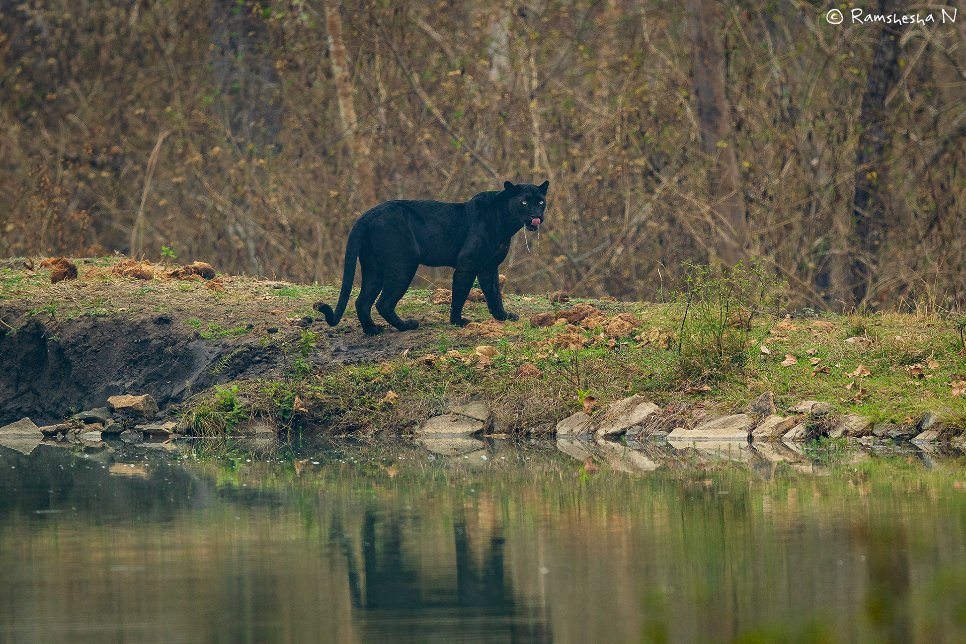 Black panter from kabini