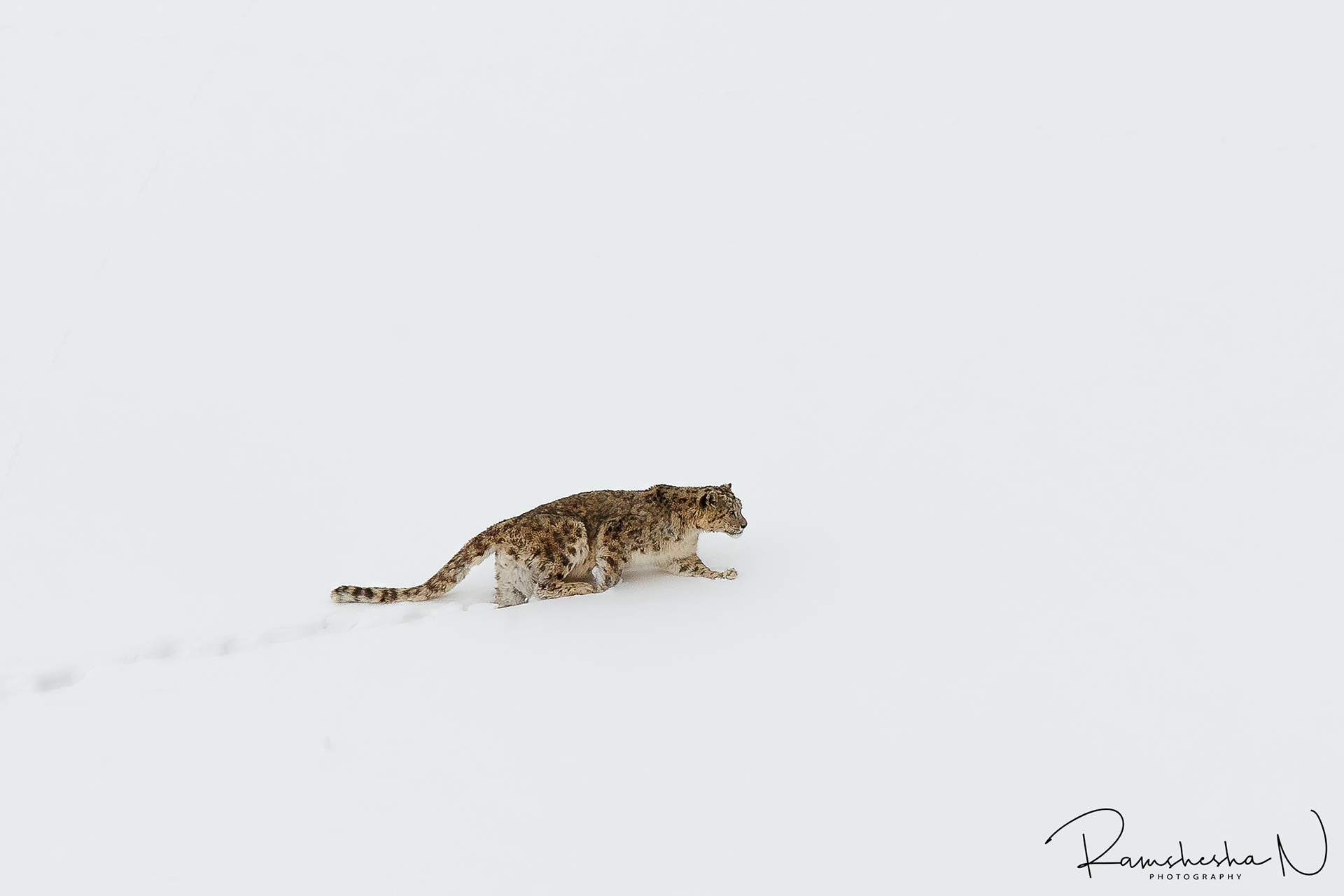 Snow leopard from kibber