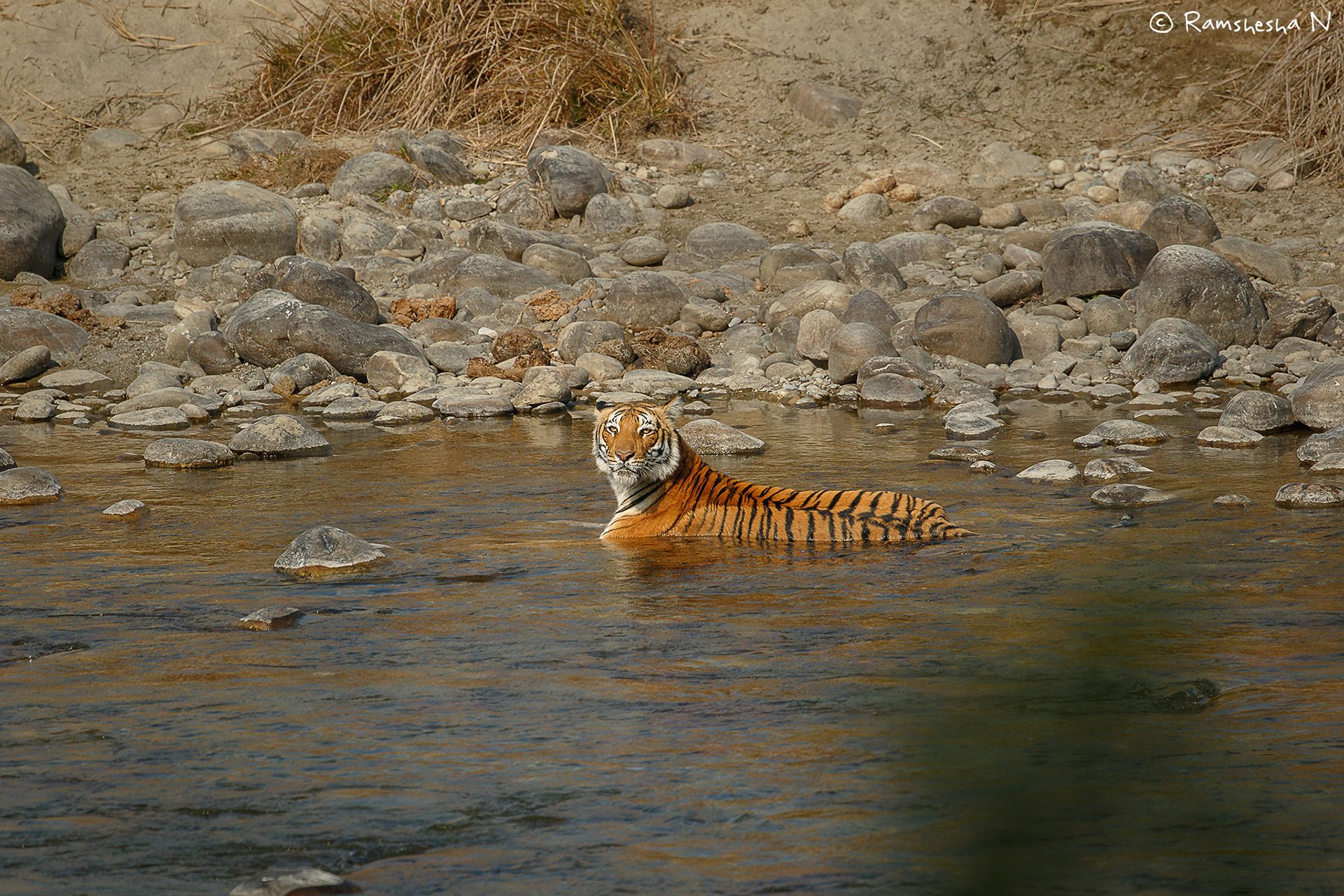Tigress in private pool from Jim corbett